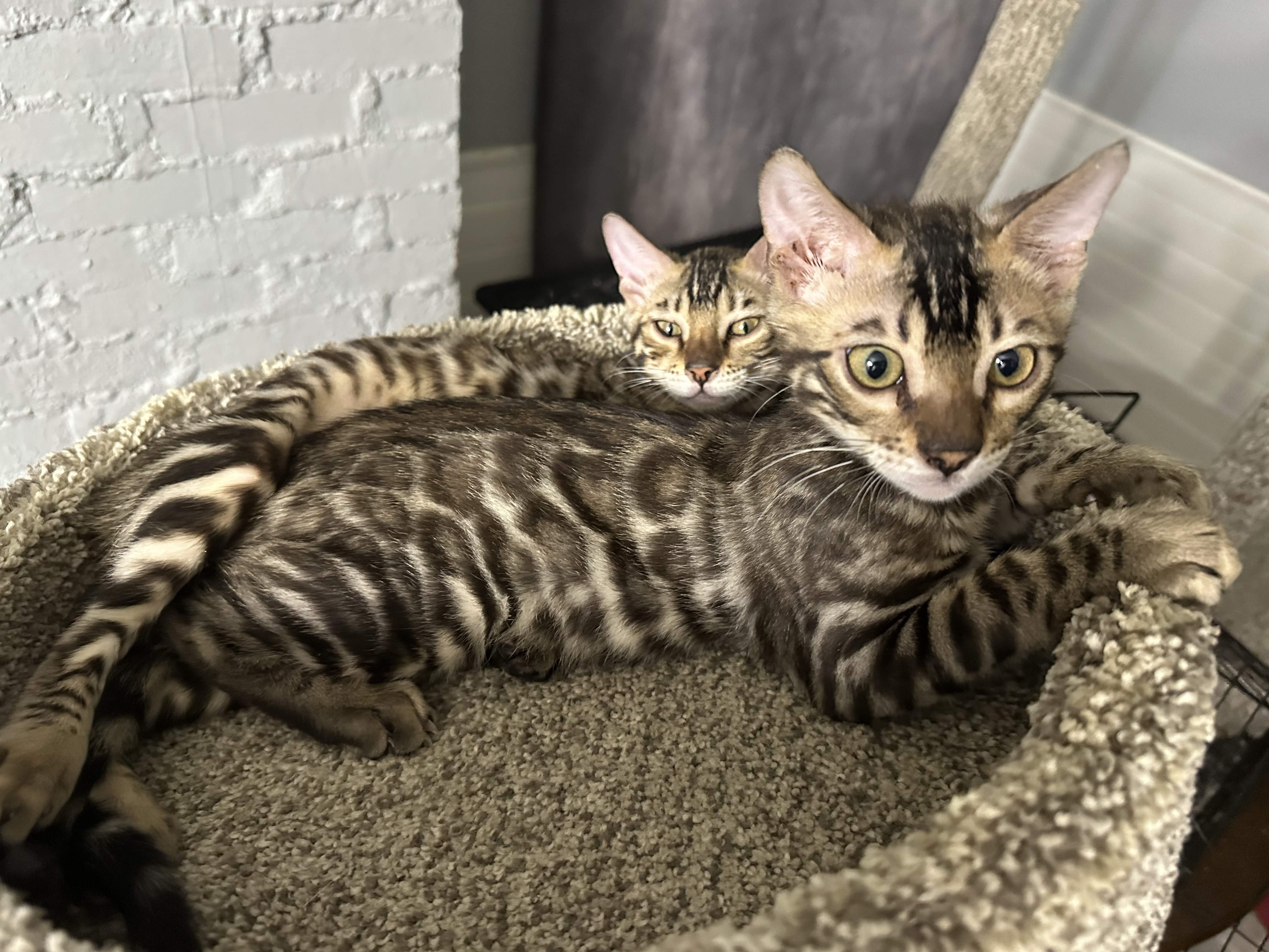 Bengal kittens at Wilde Bengals cattery, Akron area Ohio