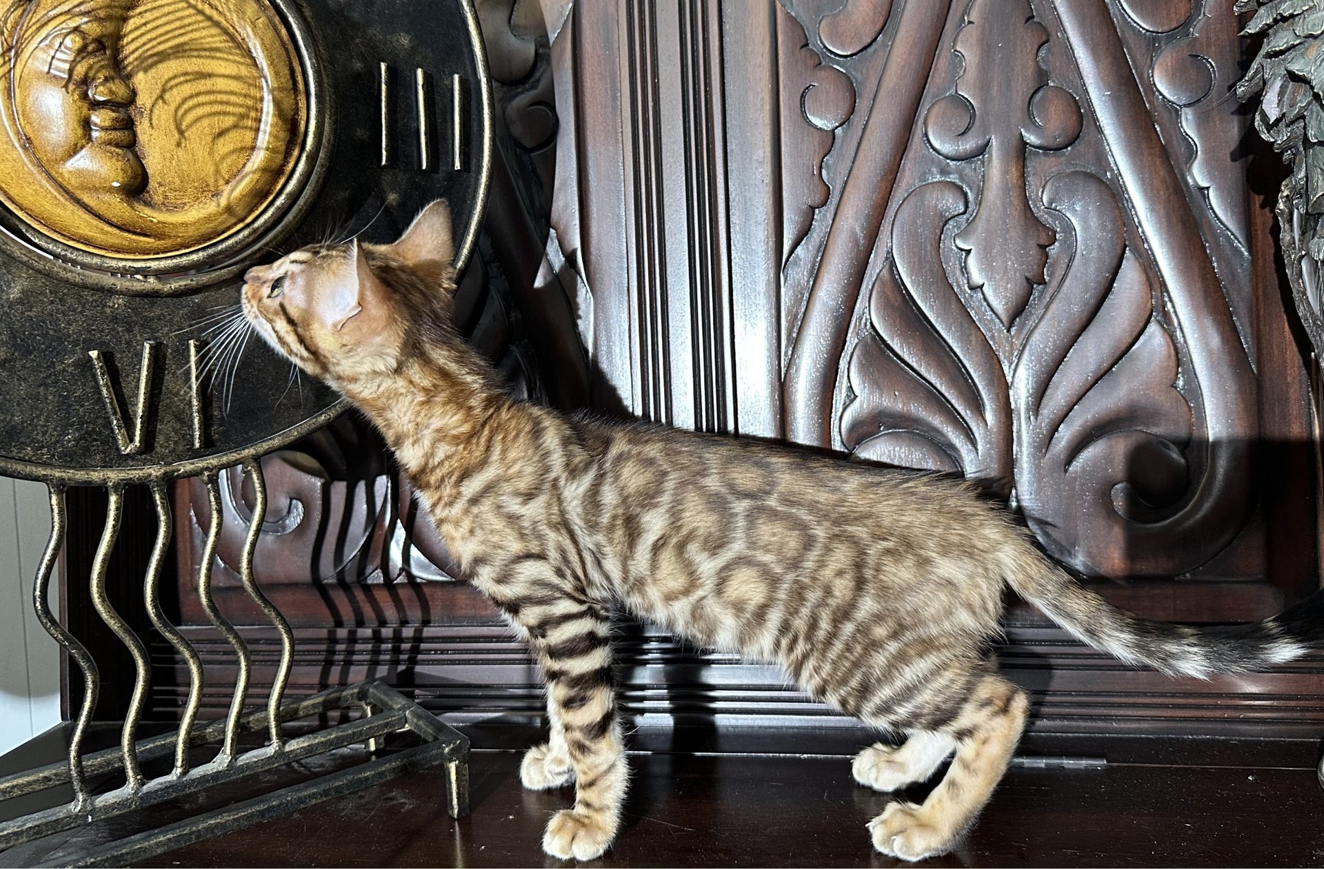 Wilde Bengals - TICA-registered Bengal cattery in the Akron area, Ohio