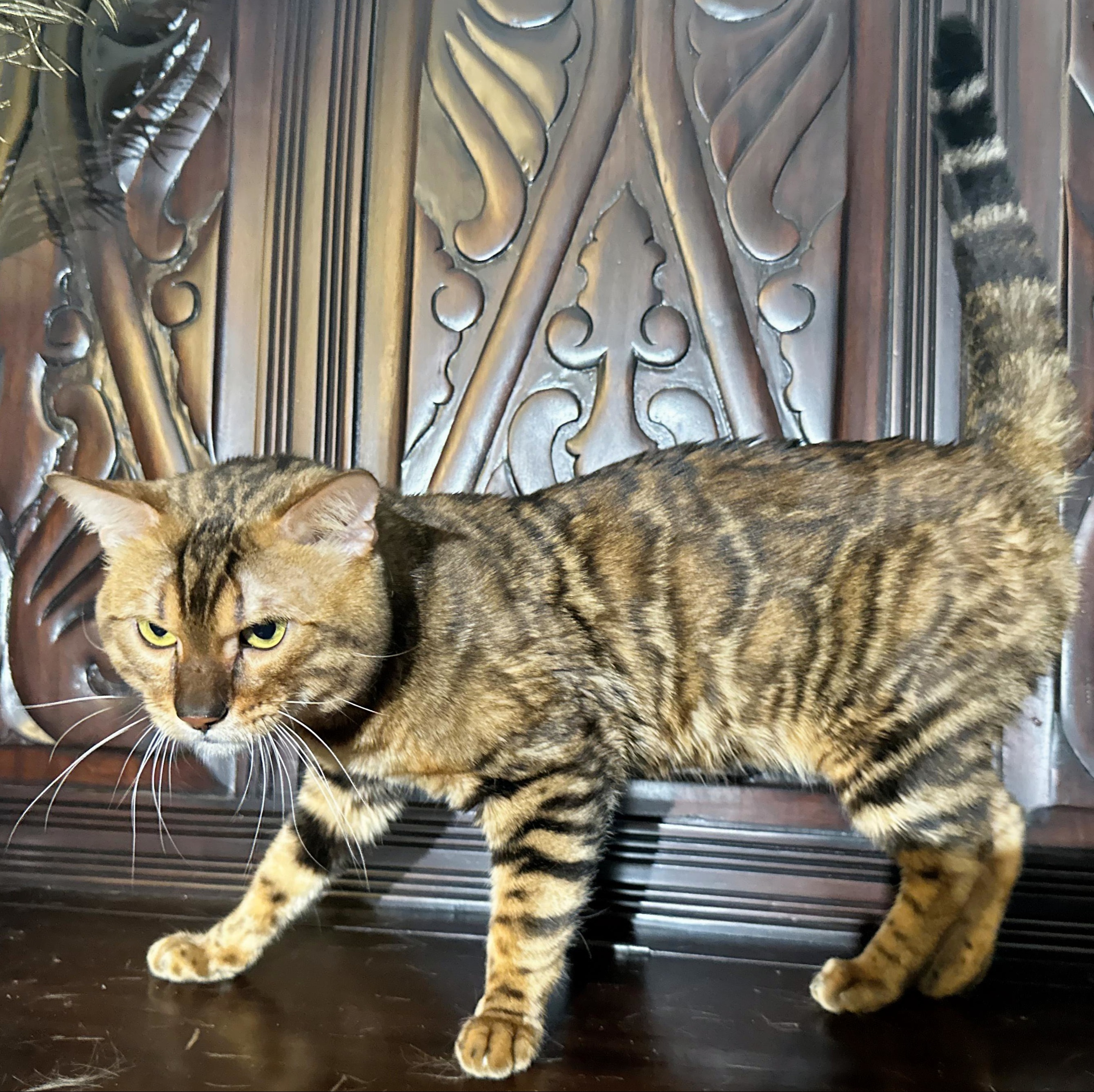 Kama - Brown Rosetted Bengal stud at Wilde Bengals