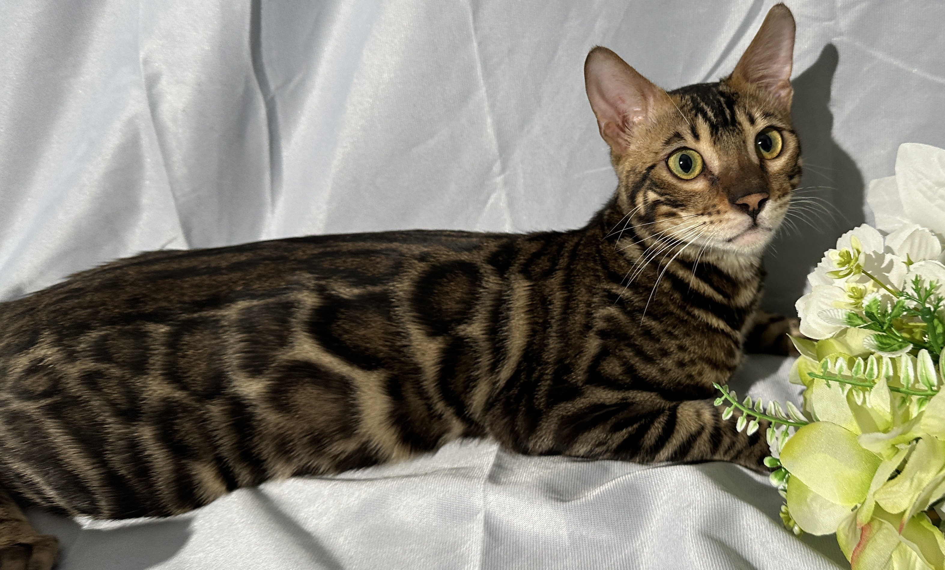 Blaze - Brown Rosetted Bengal kitten at Wilde Bengals