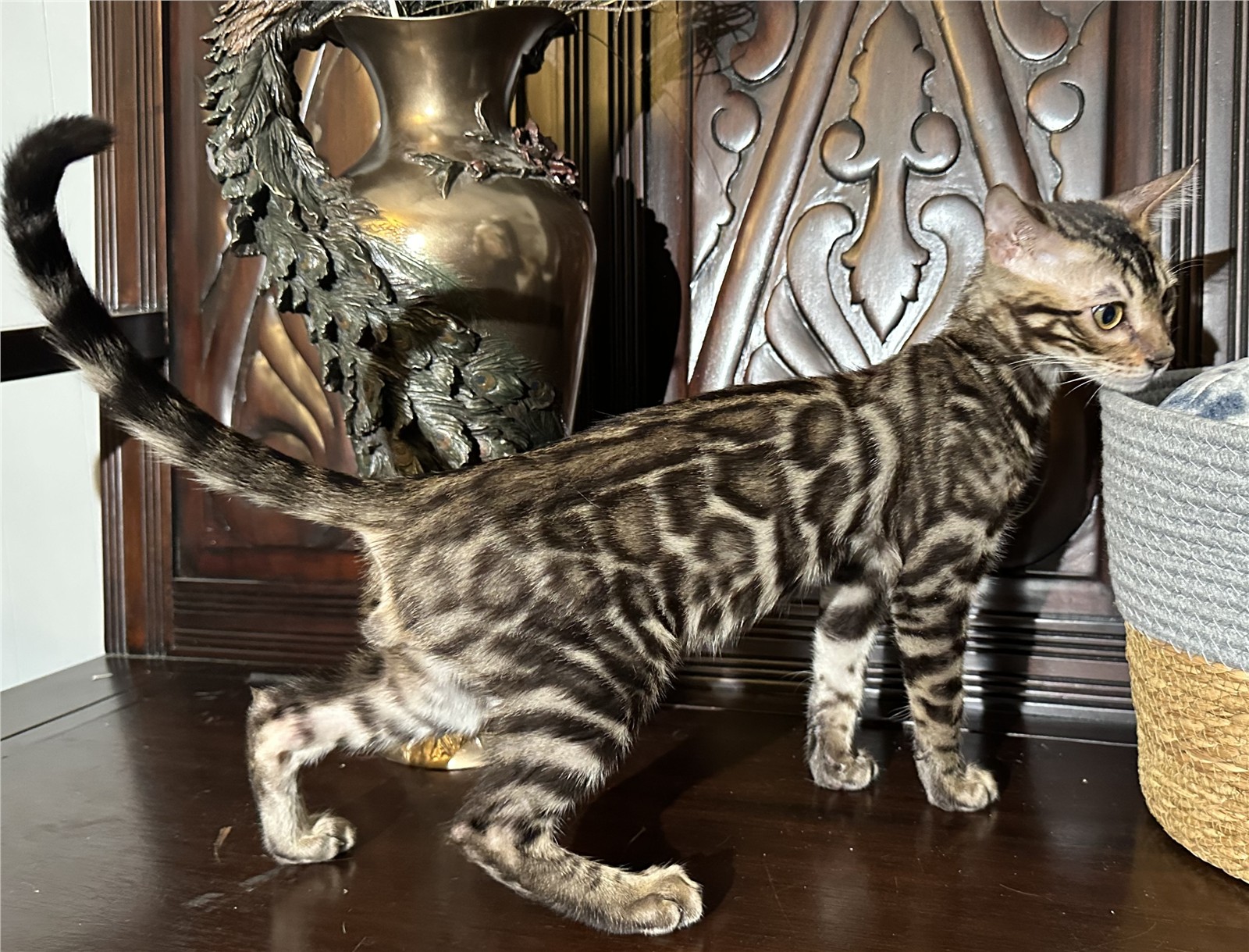 Blaze - recent photo 1, taken June 6, 2026