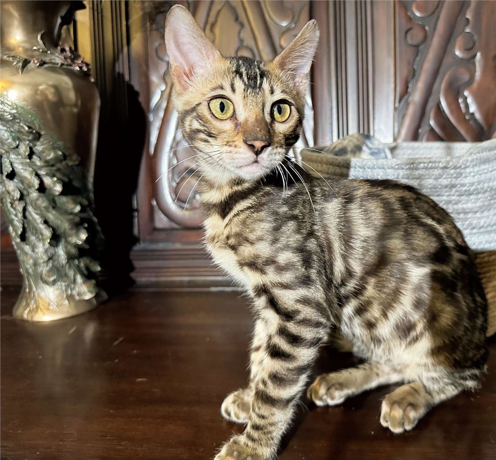 Blaze - recent photo 2, taken June 6, 2026