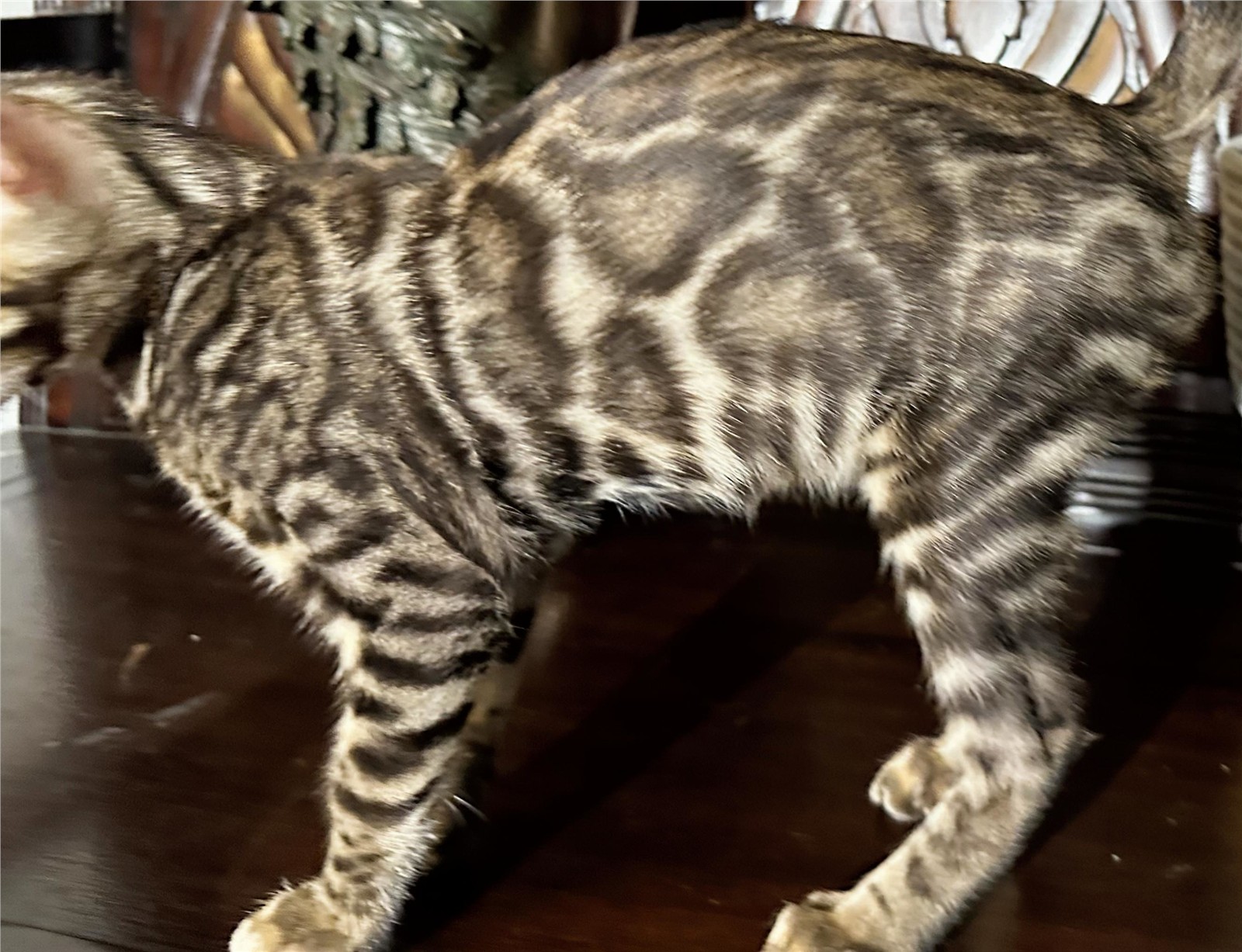 Blaze - recent photo 3, taken June 6, 2026
