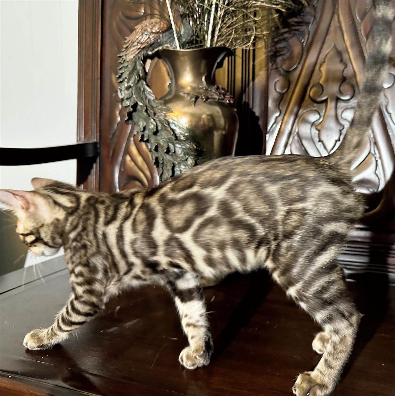 Blaze - recent photo 4, taken June 6, 2026