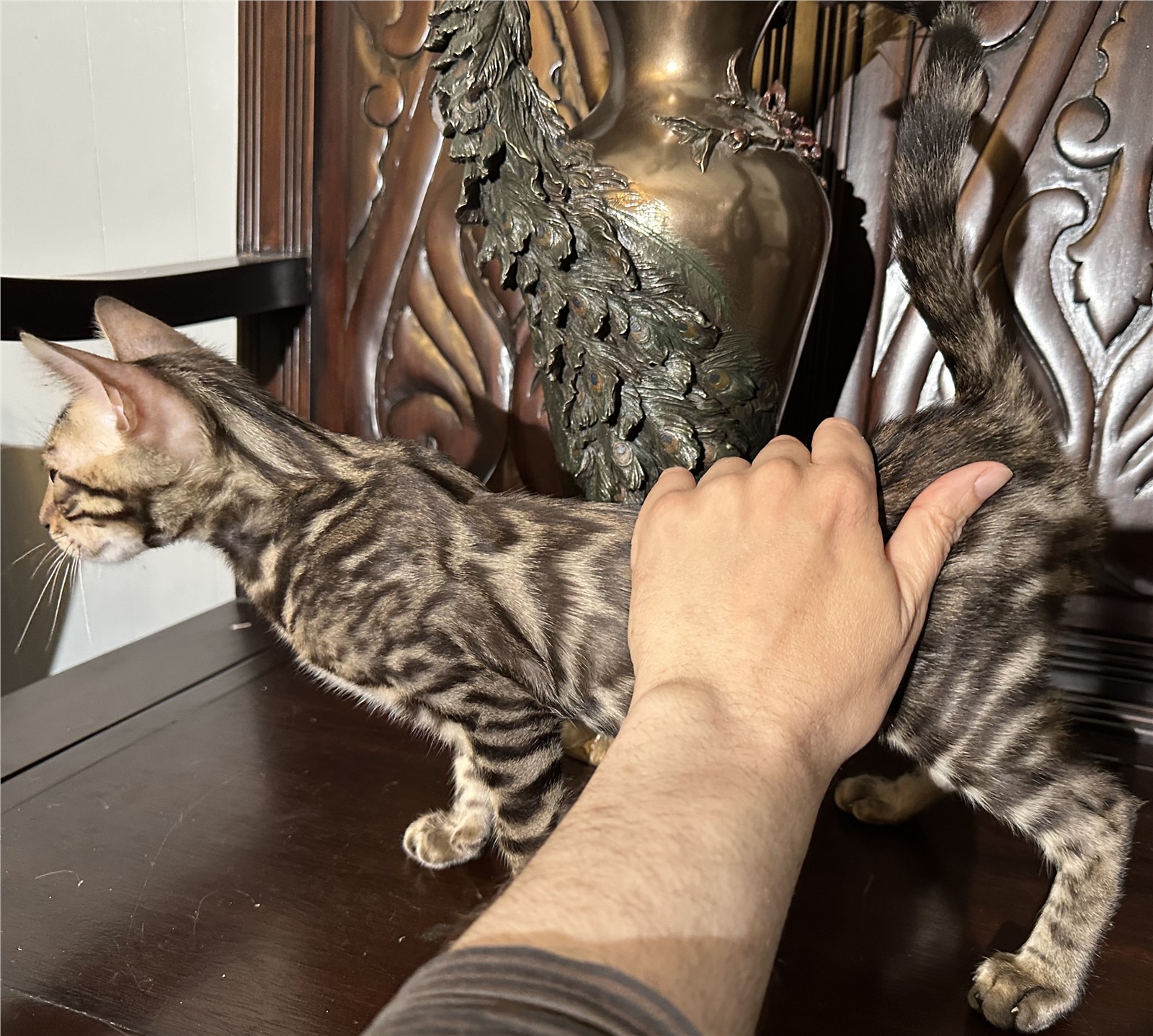 Blaze - recent photo 5, taken June 6, 2026