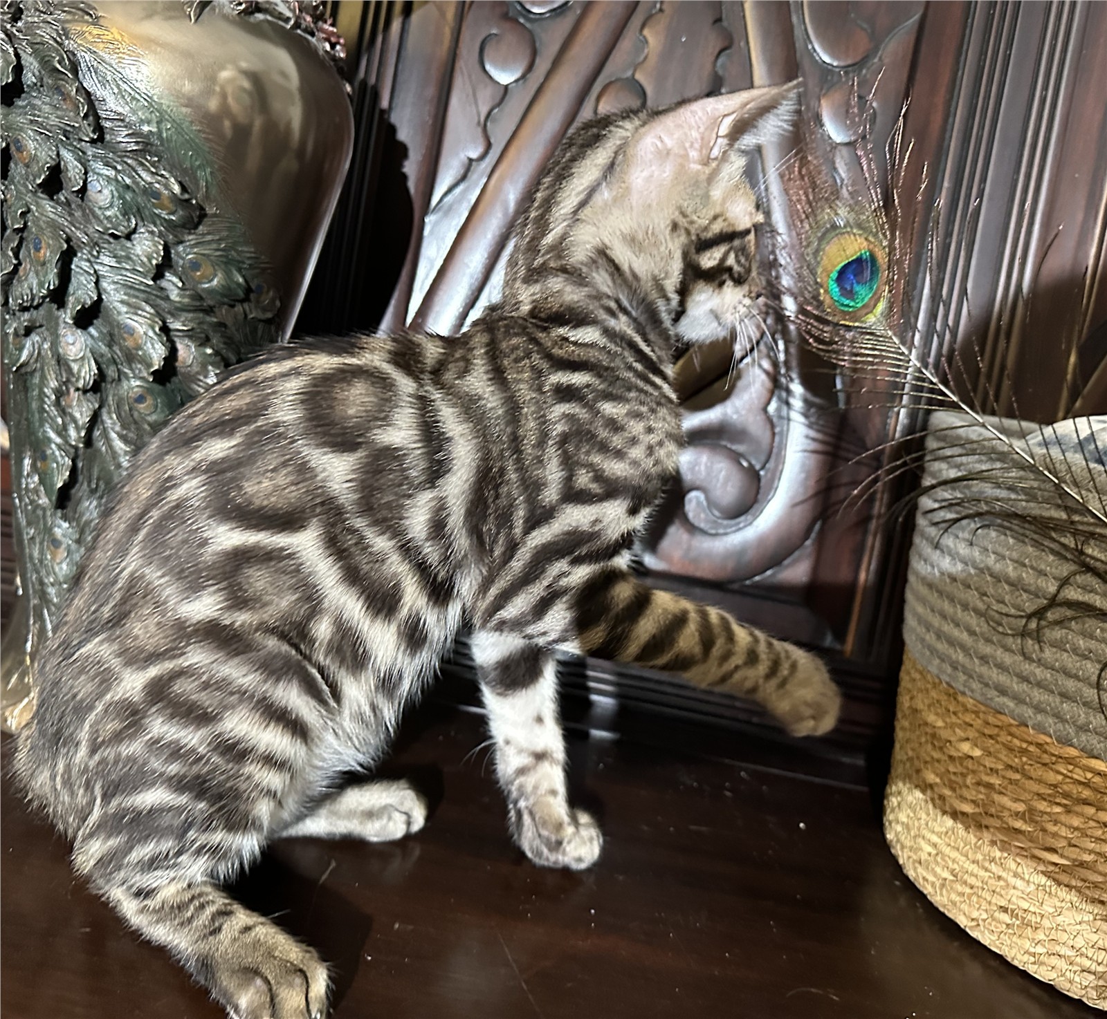 Blaze - recent photo 6, taken June 6, 2026