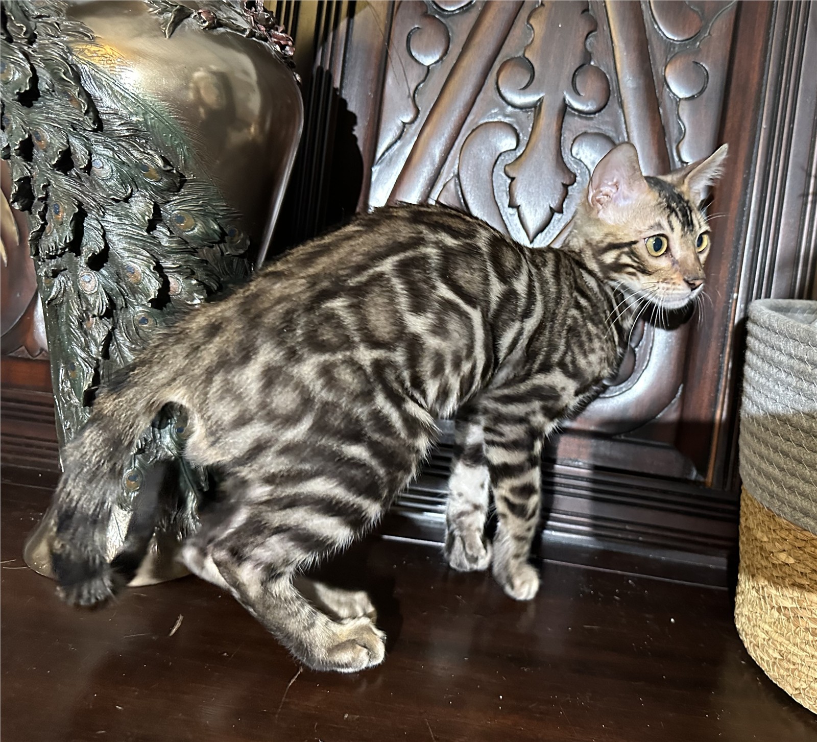 Blaze - recent photo 7, taken June 6, 2026
