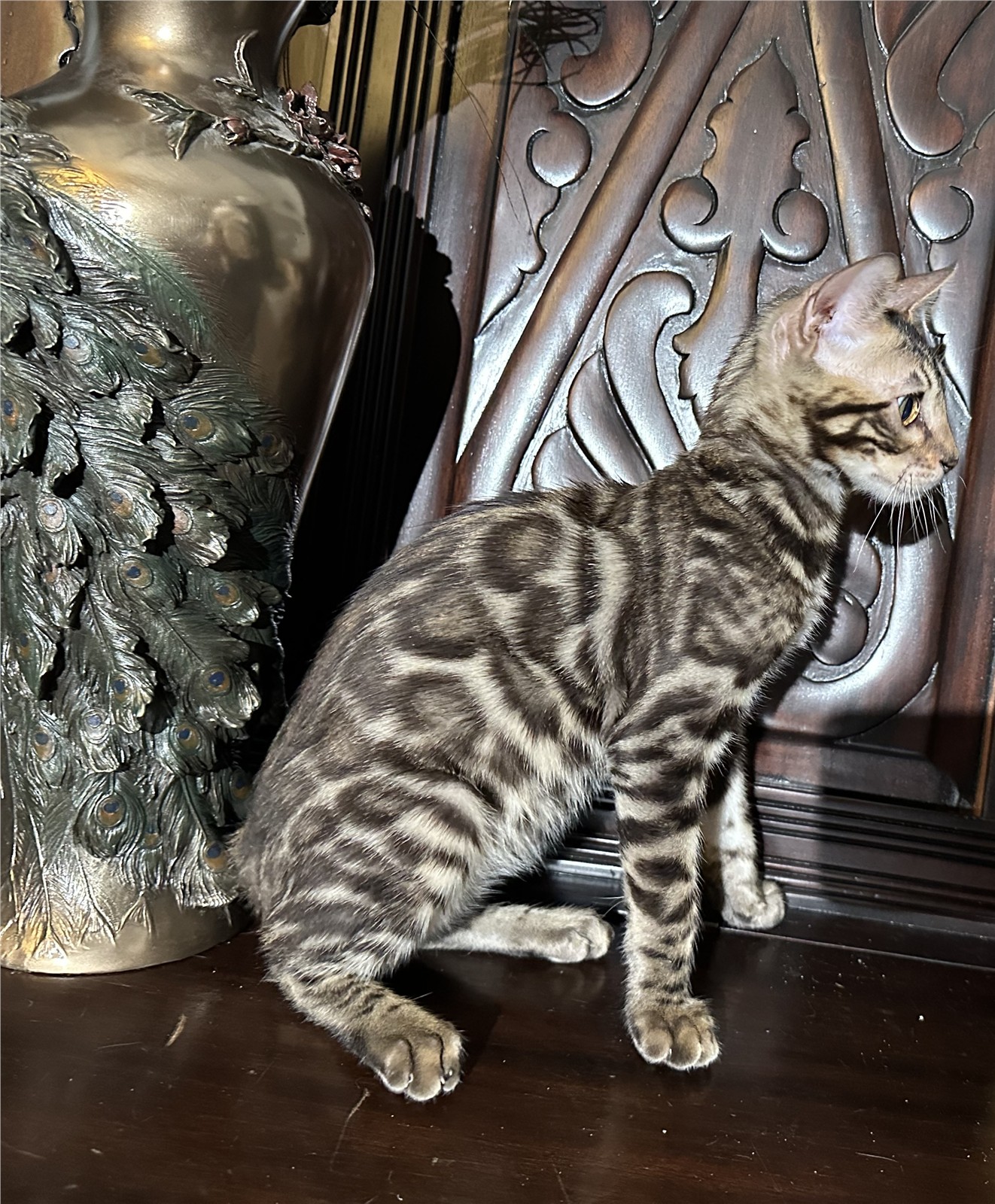 Blaze - recent photo 8, taken June 6, 2026