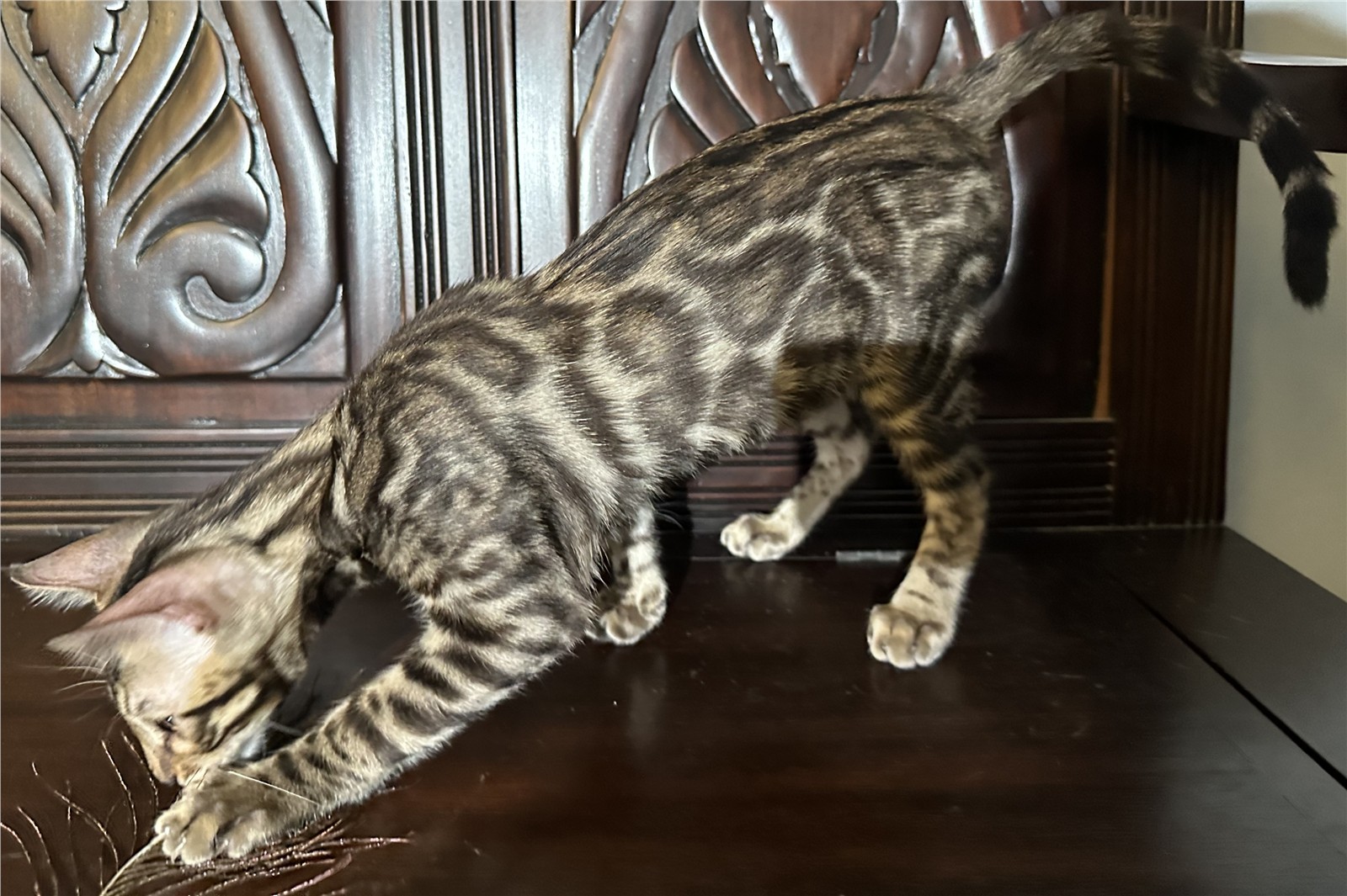 Blaze - recent photo 10, taken June 6, 2026
