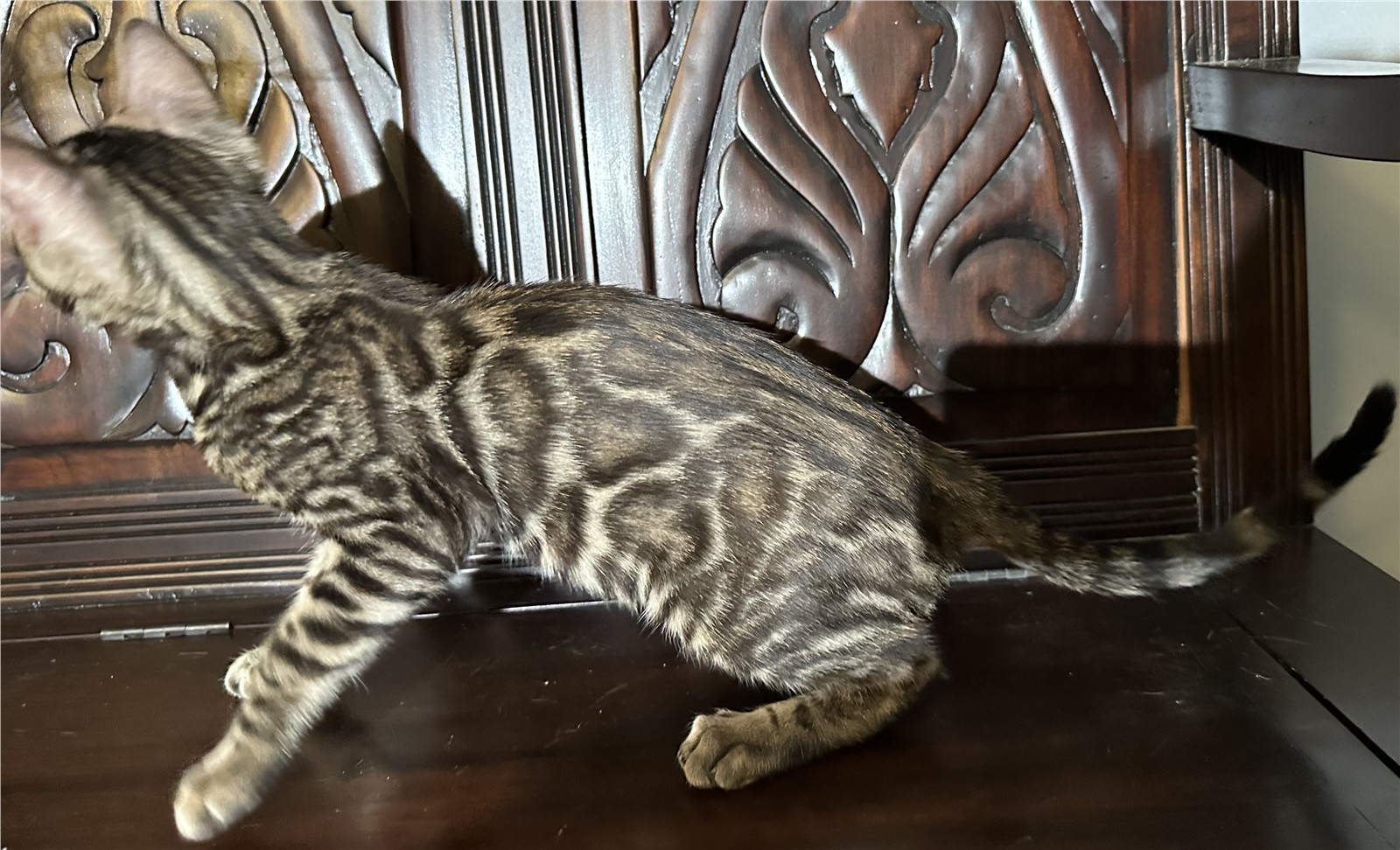 Blaze - recent photo 11, taken June 6, 2026