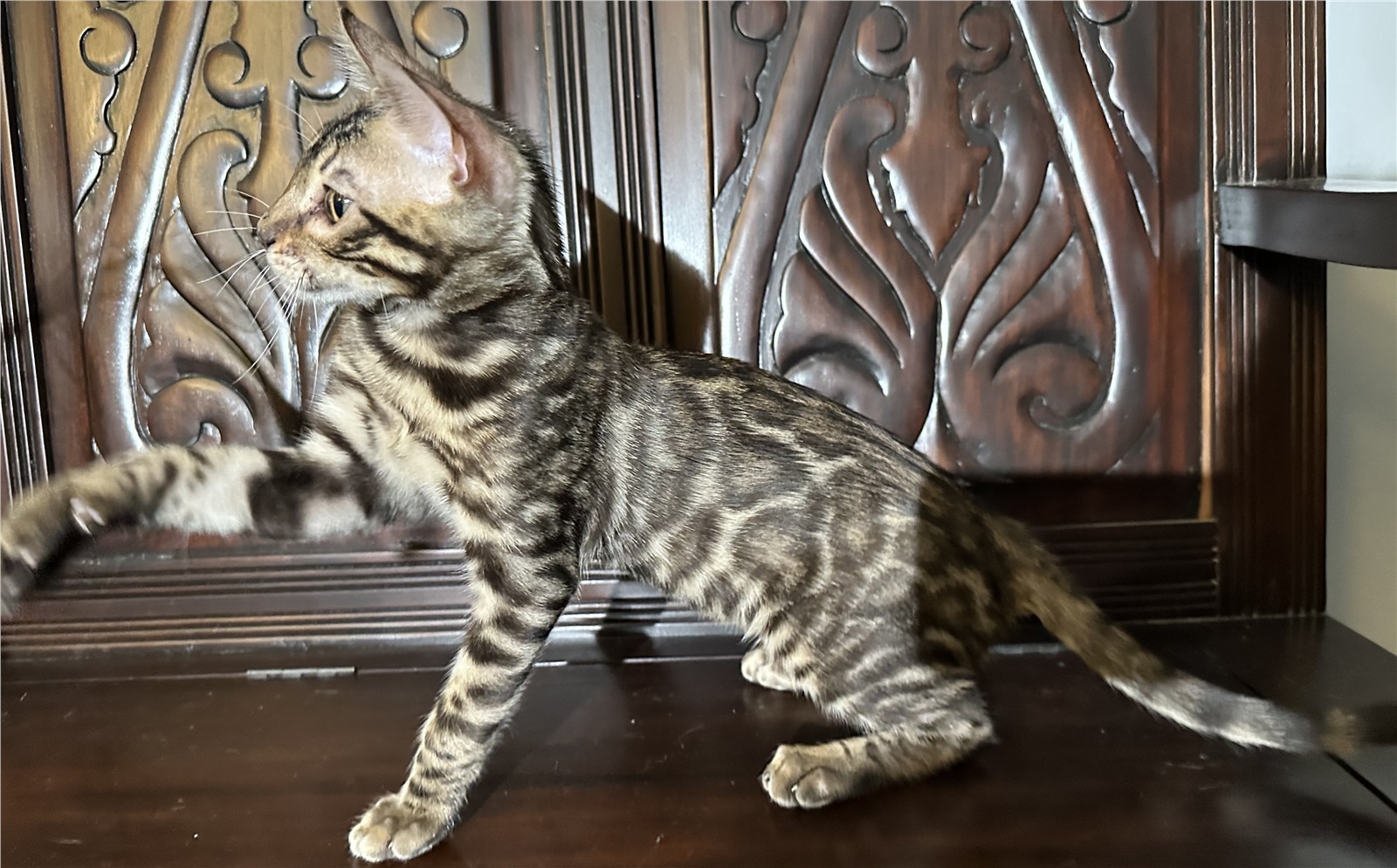 Blaze - recent photo 12, taken June 6, 2026