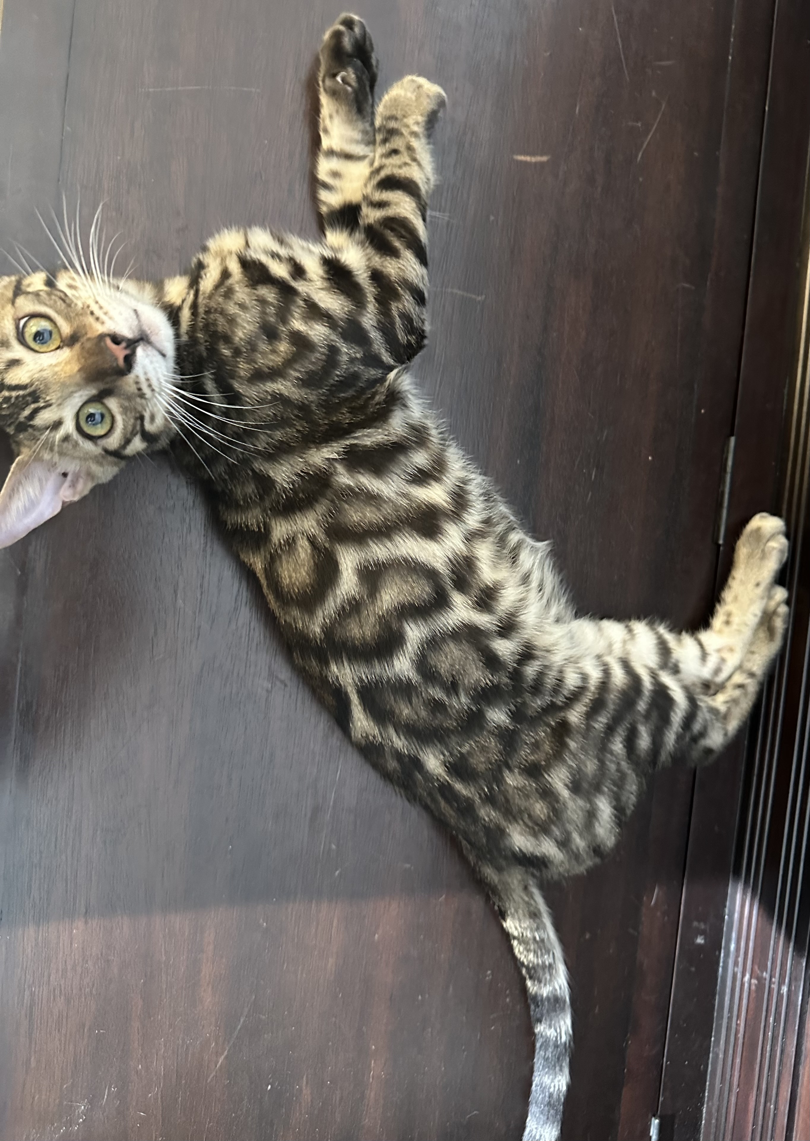 Bleu - Brown Rosetted Bengal kitten at Wilde Bengals