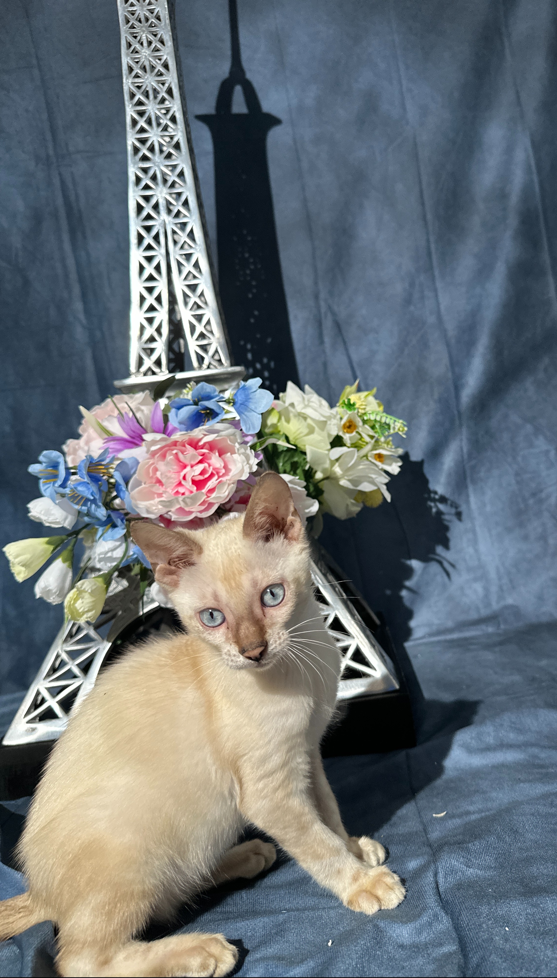 Cartier - Snow Bengal kitten with blue eyes at Wilde Bengals