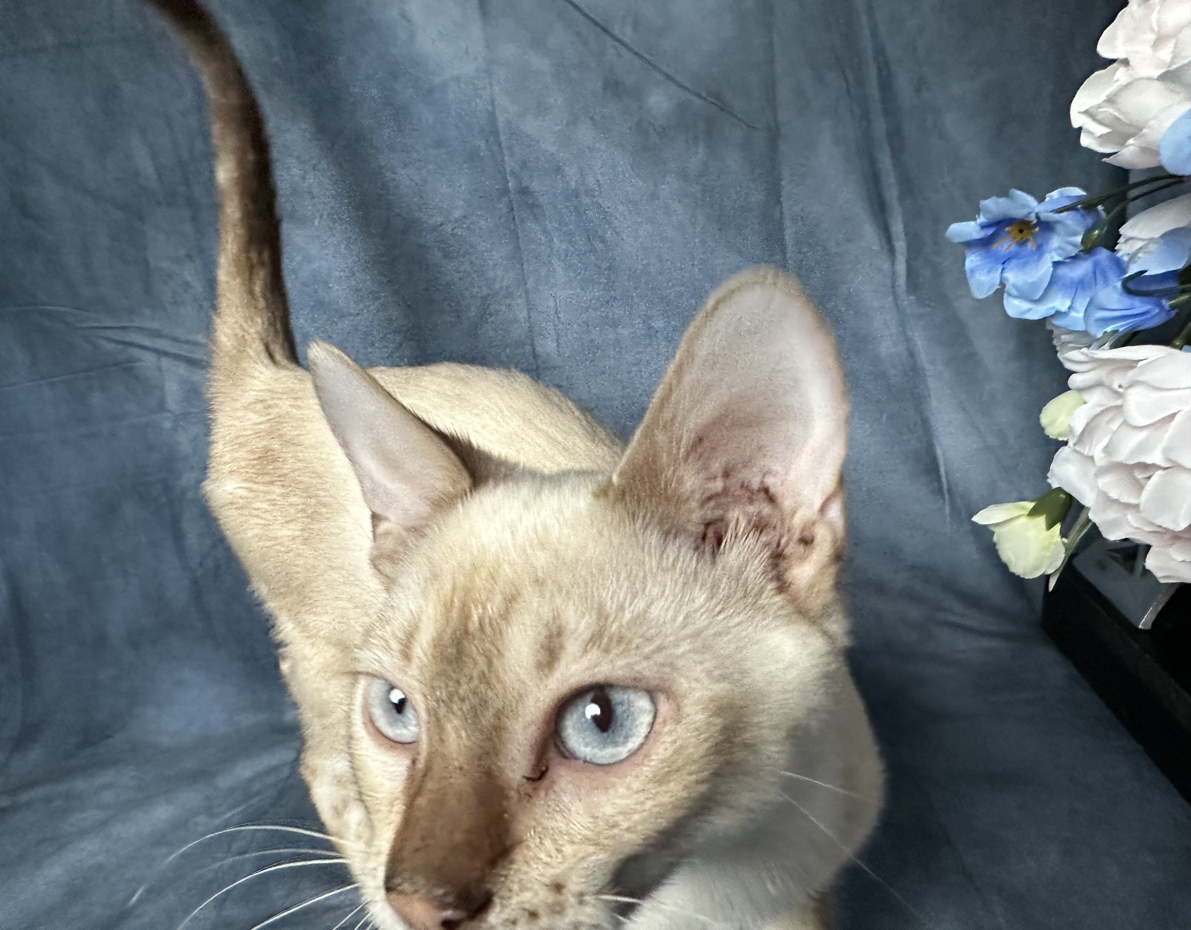 Cartier - Snow Bengal kitten with blue eyes at Wilde Bengals