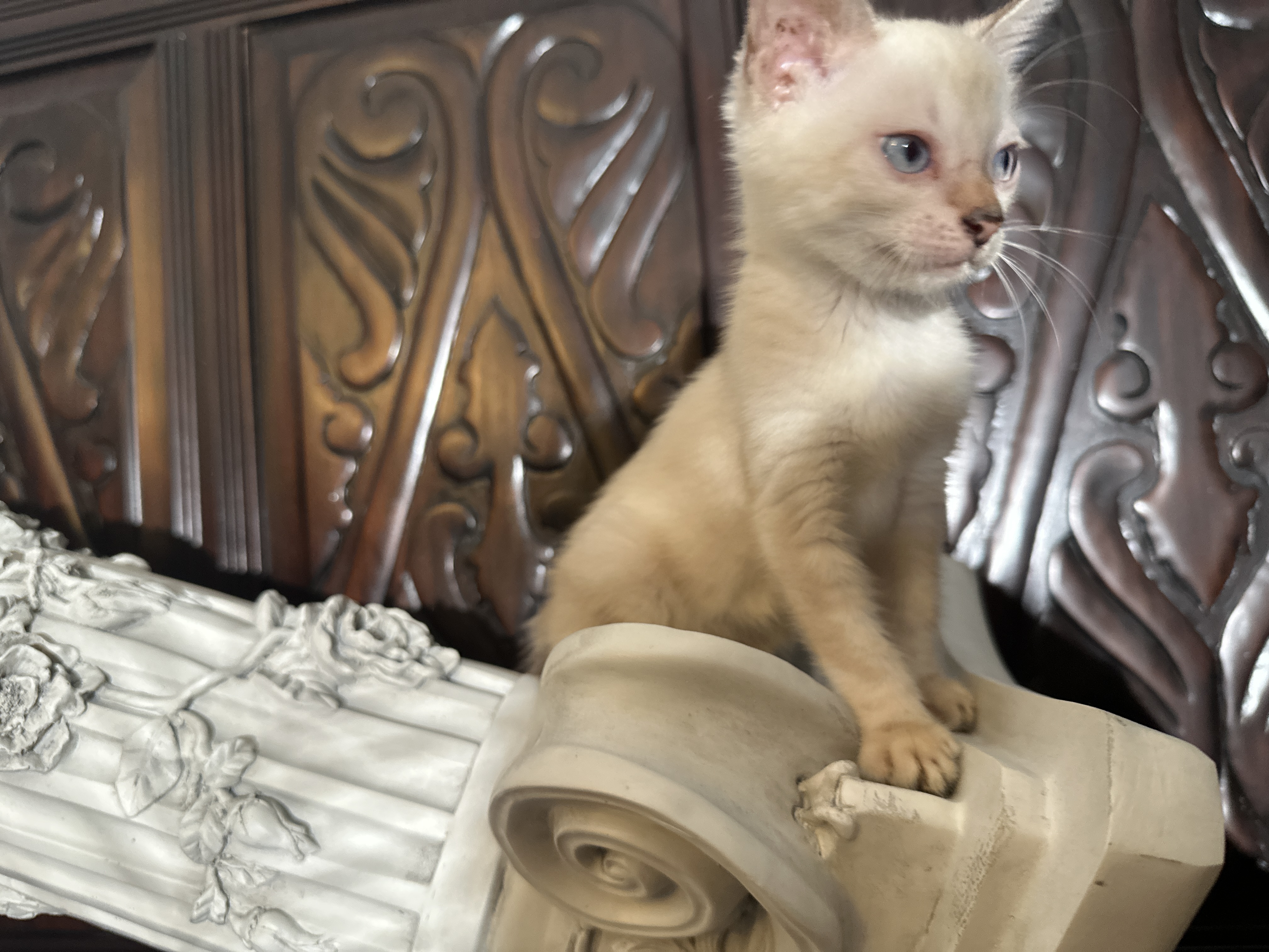 Cartier - photo taken July 24, 2026