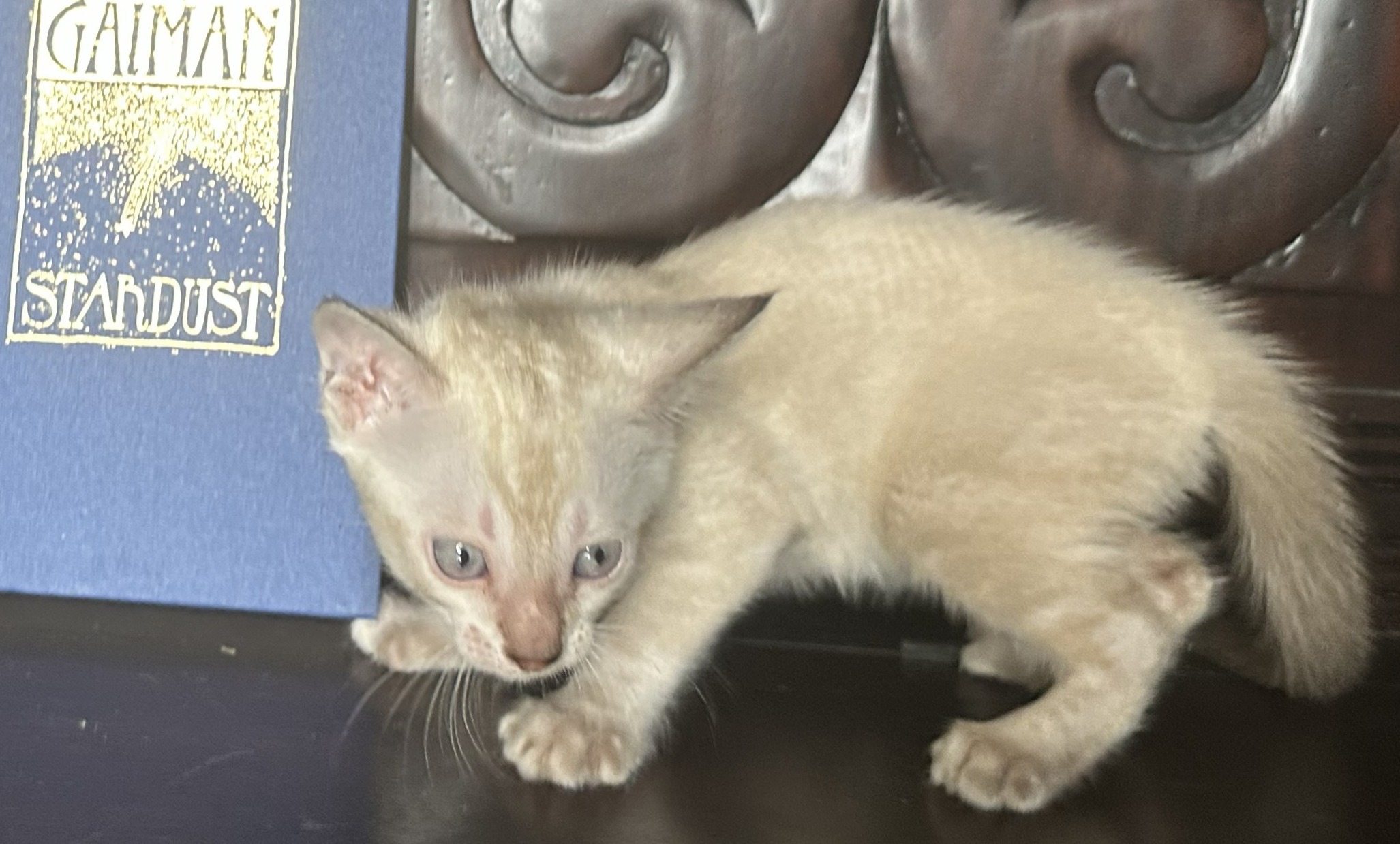 Chanel - Seal Lynx Point Snow Bengal kitten at Wilde Bengals