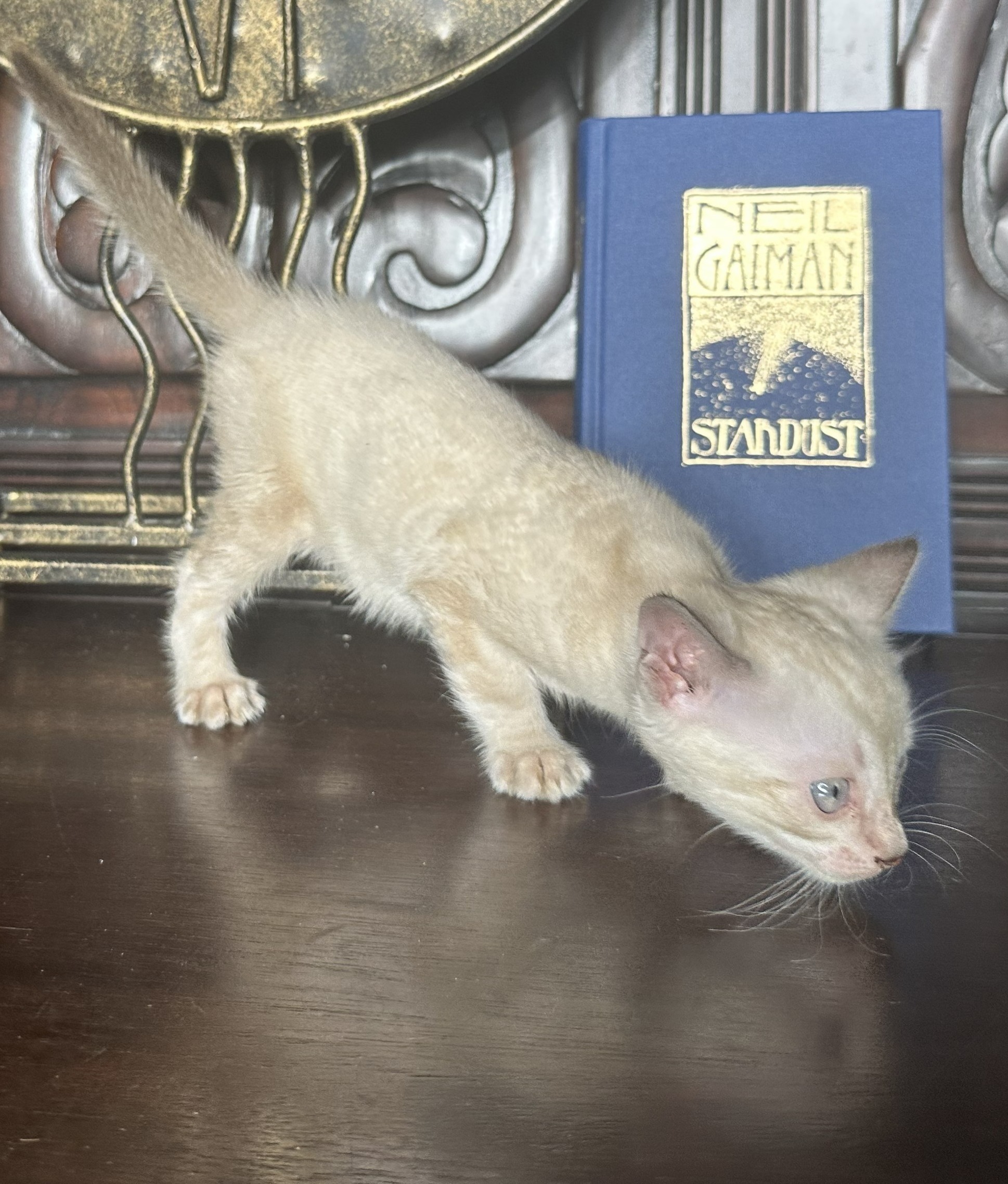 Chanel - Seal Lynx Point Snow Bengal kitten at Wilde Bengals, photo 3