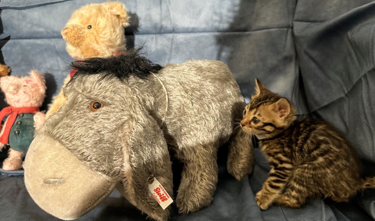 Christopher - Brown Rosetted Bengal kitten at Wilde Bengals