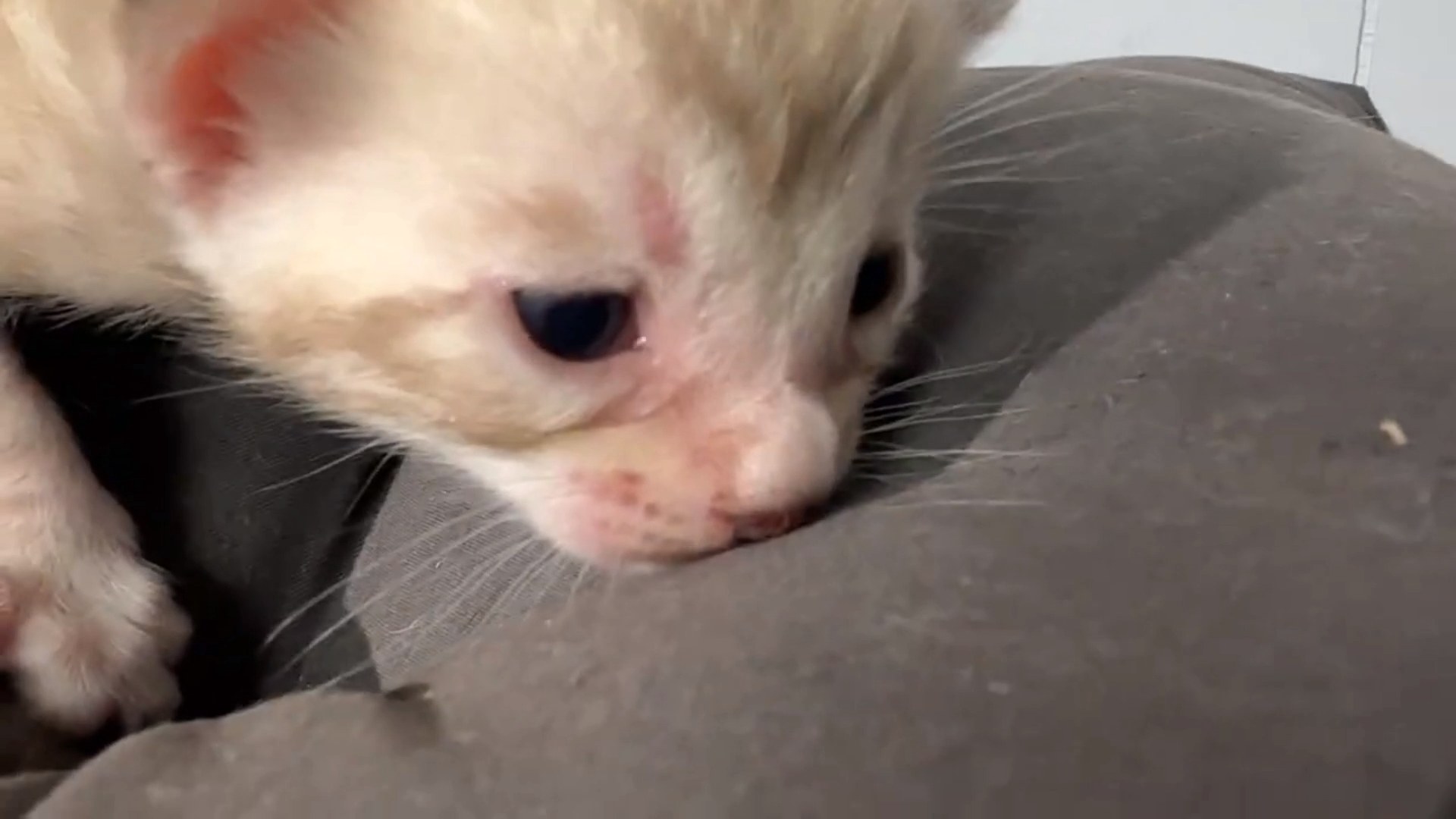 Cortina - Seal Mink Snow Bengal kitten at Wilde Bengals, photo 2