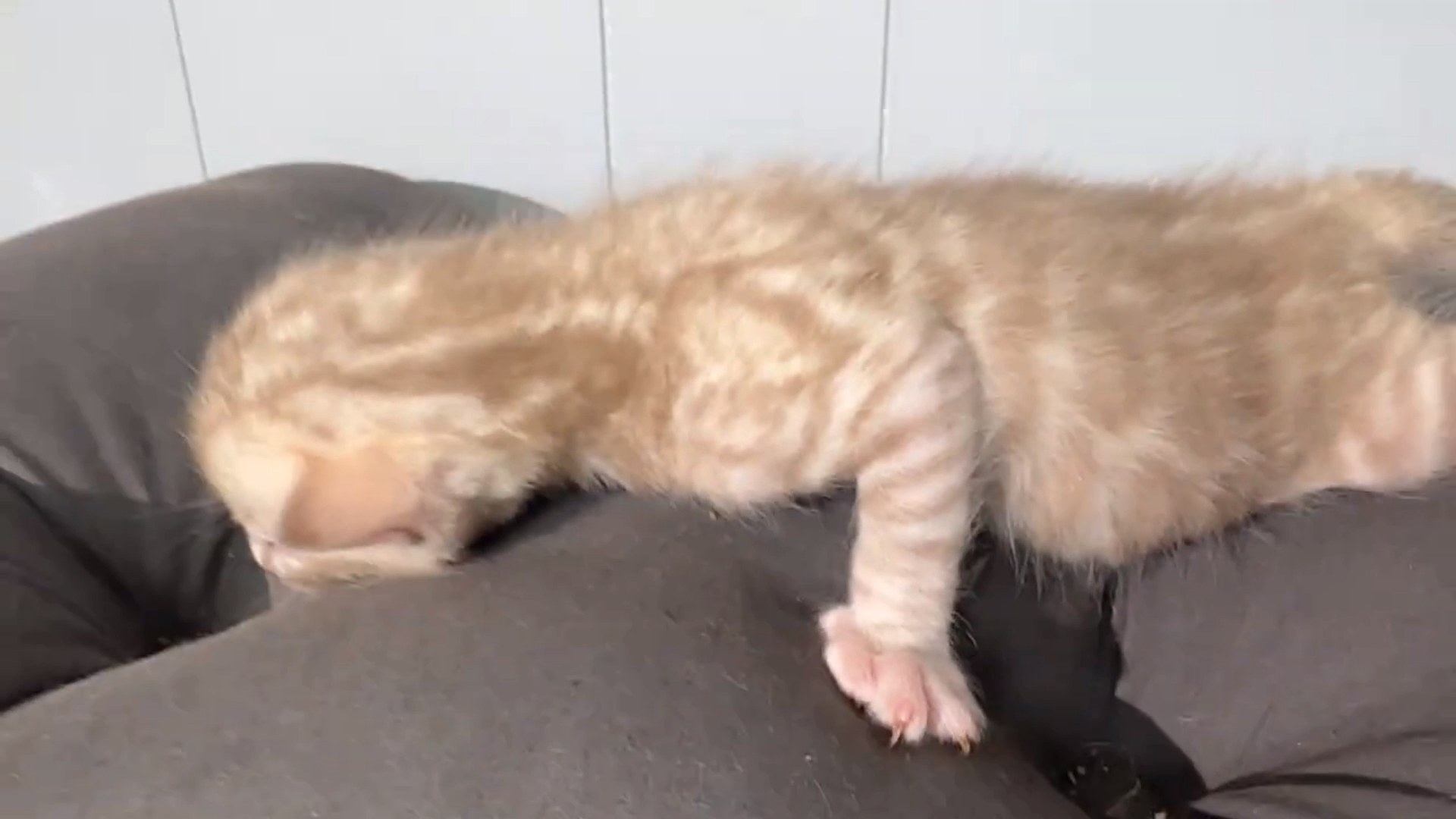 Cortina - Seal Mink Snow Bengal kitten at Wilde Bengals, photo 3