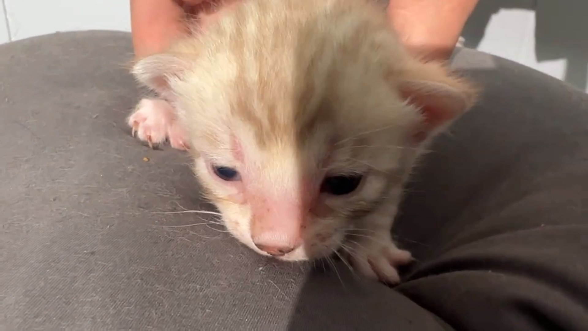 Cortina - Seal Mink Snow Bengal kitten at Wilde Bengals, photo 5