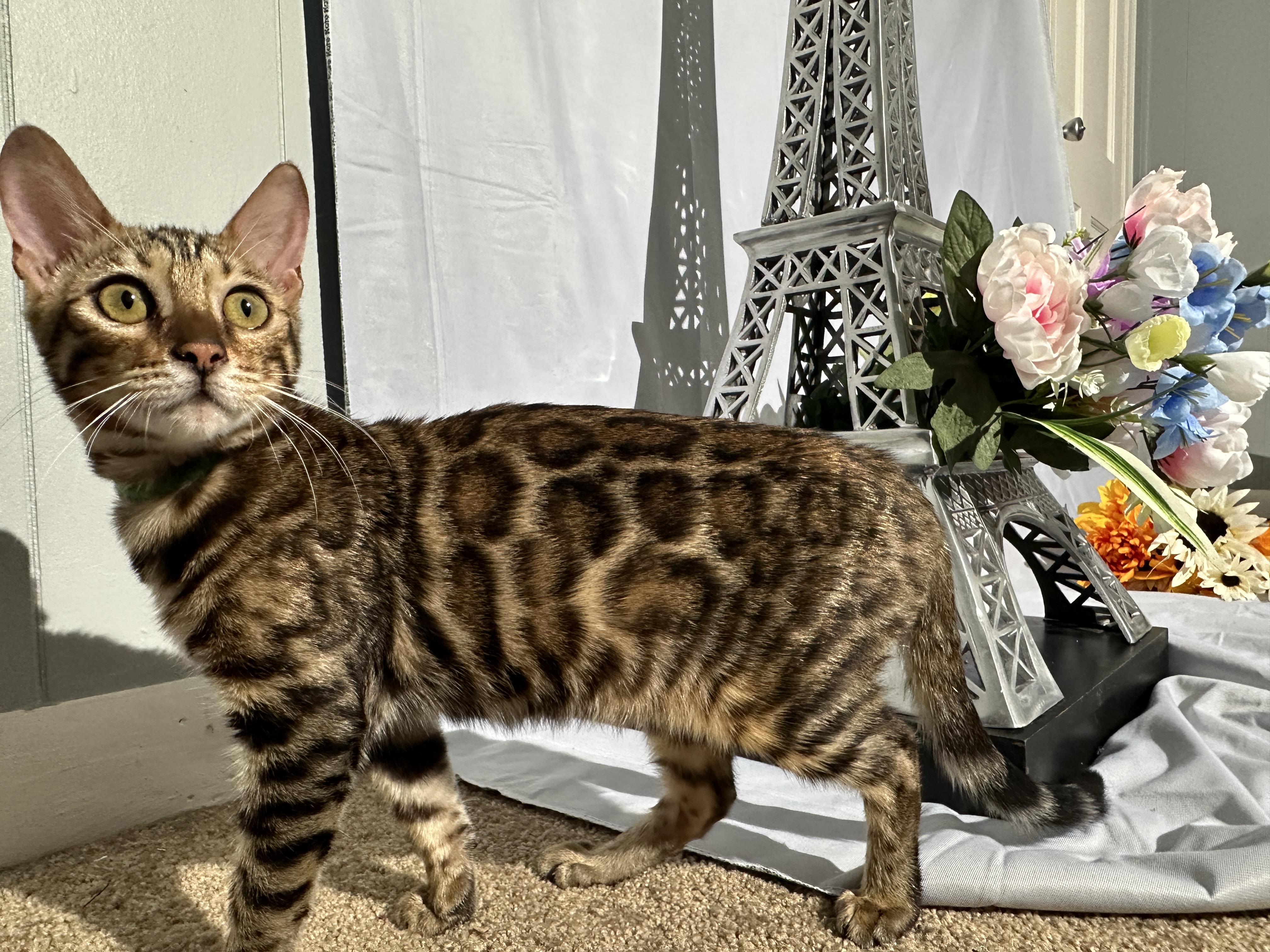 Draven - Brown Rosetted Bengal kitten at Wilde Bengals