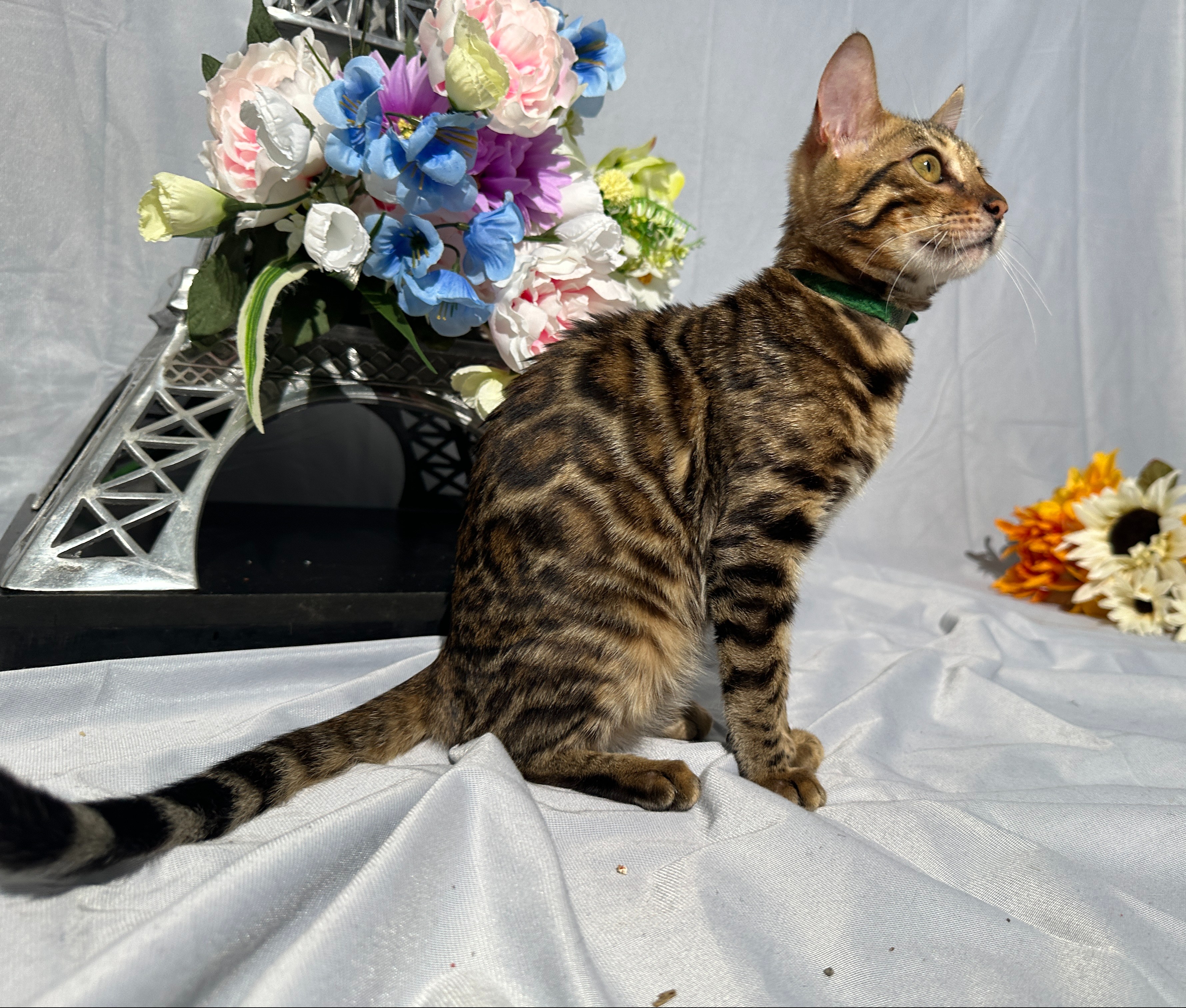 Draven - photo taken August 24, 2026