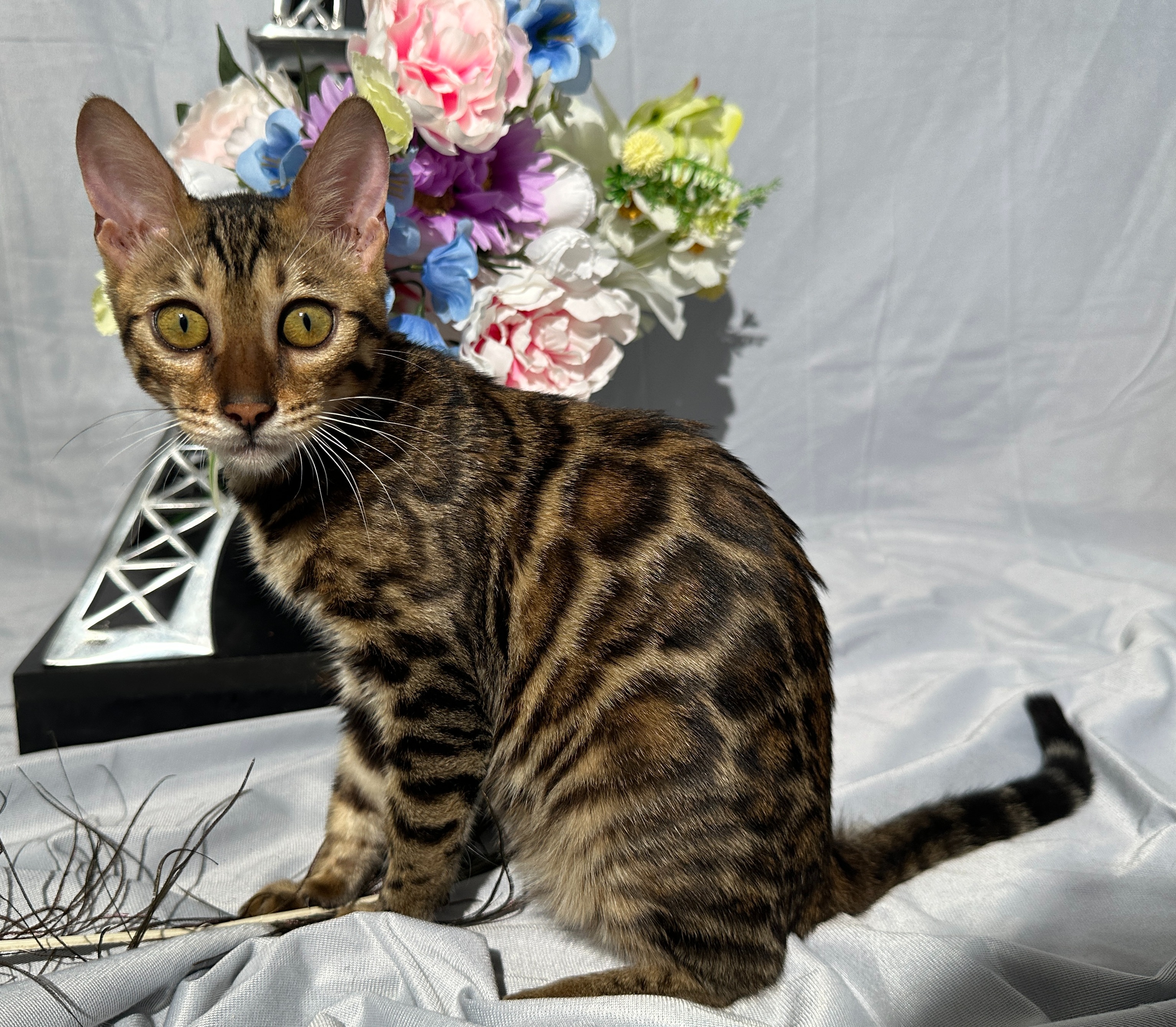 Draven - photo taken August 24, 2026