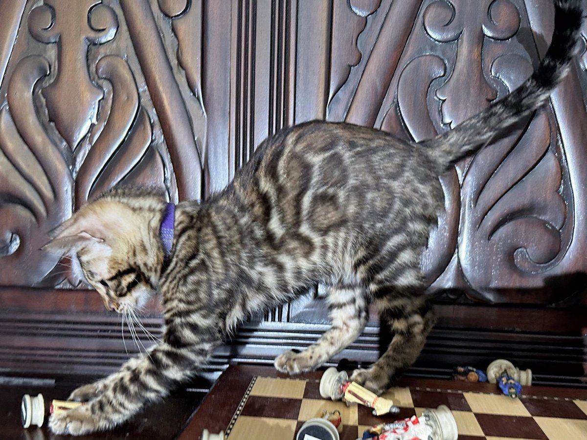 Barnaby - Brown Rosetted Bengal prince at Wilde Bengals