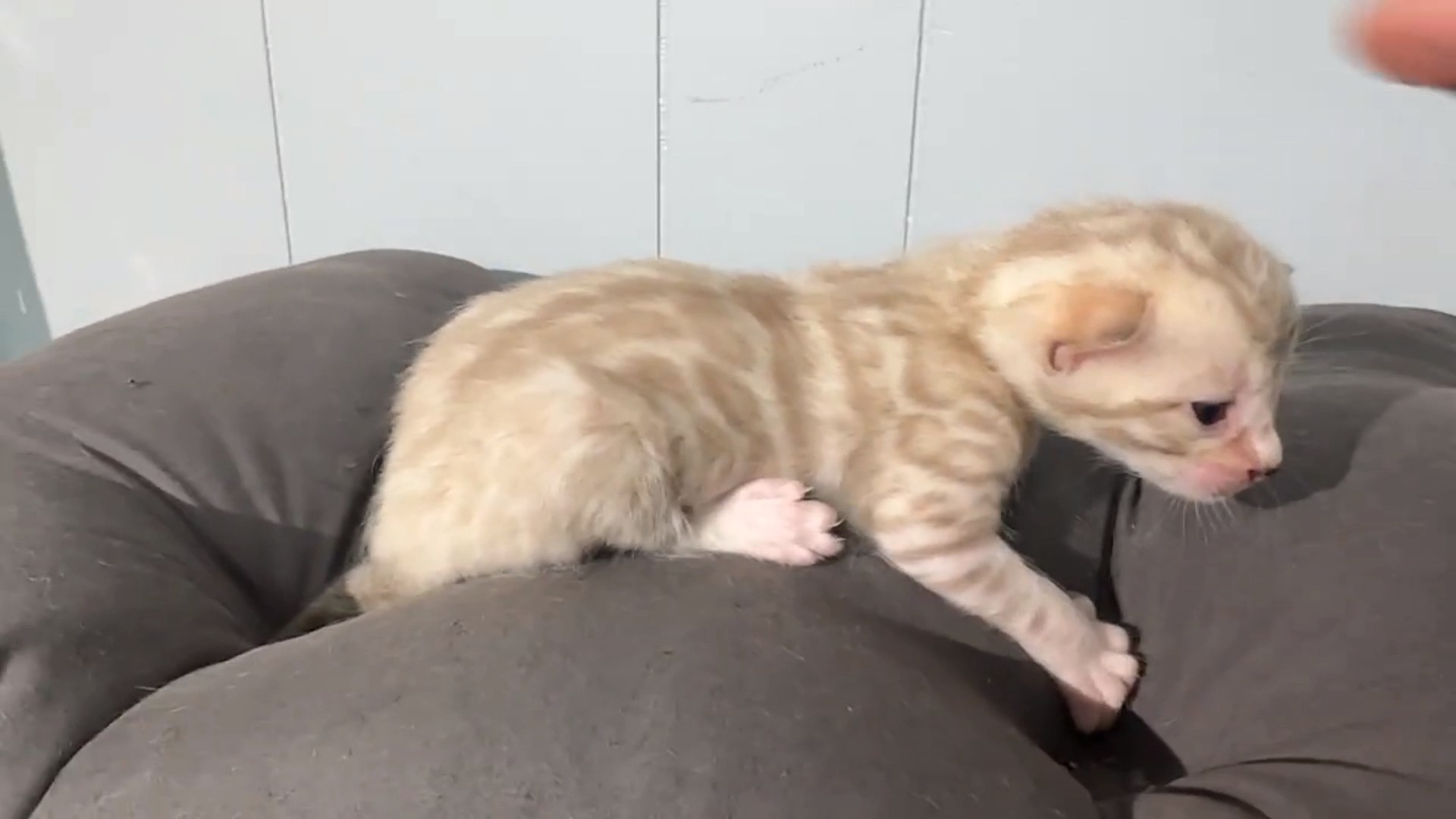 Gelato - Seal Mink Snow Bengal kitten at Wilde Bengals