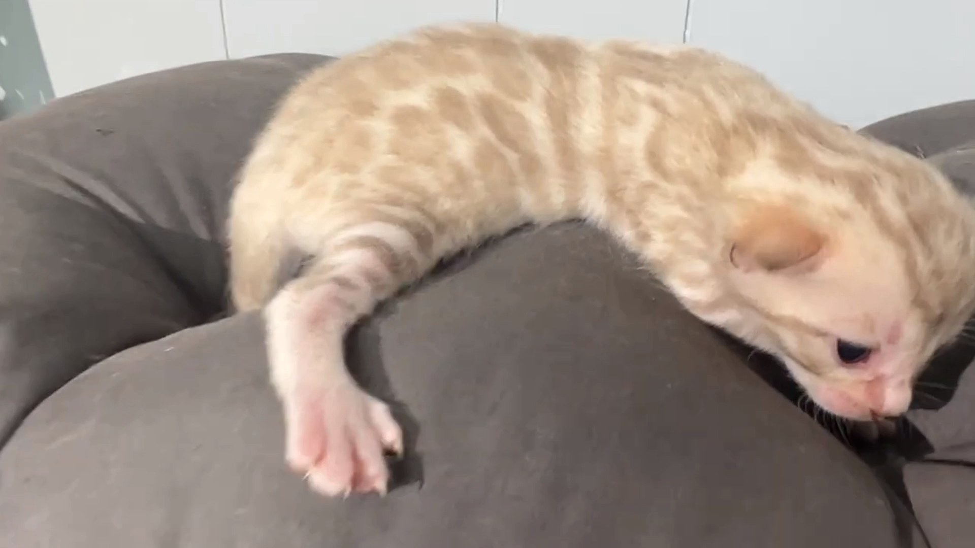 Gelato - Seal Mink Snow Bengal kitten at Wilde Bengals, photo 3