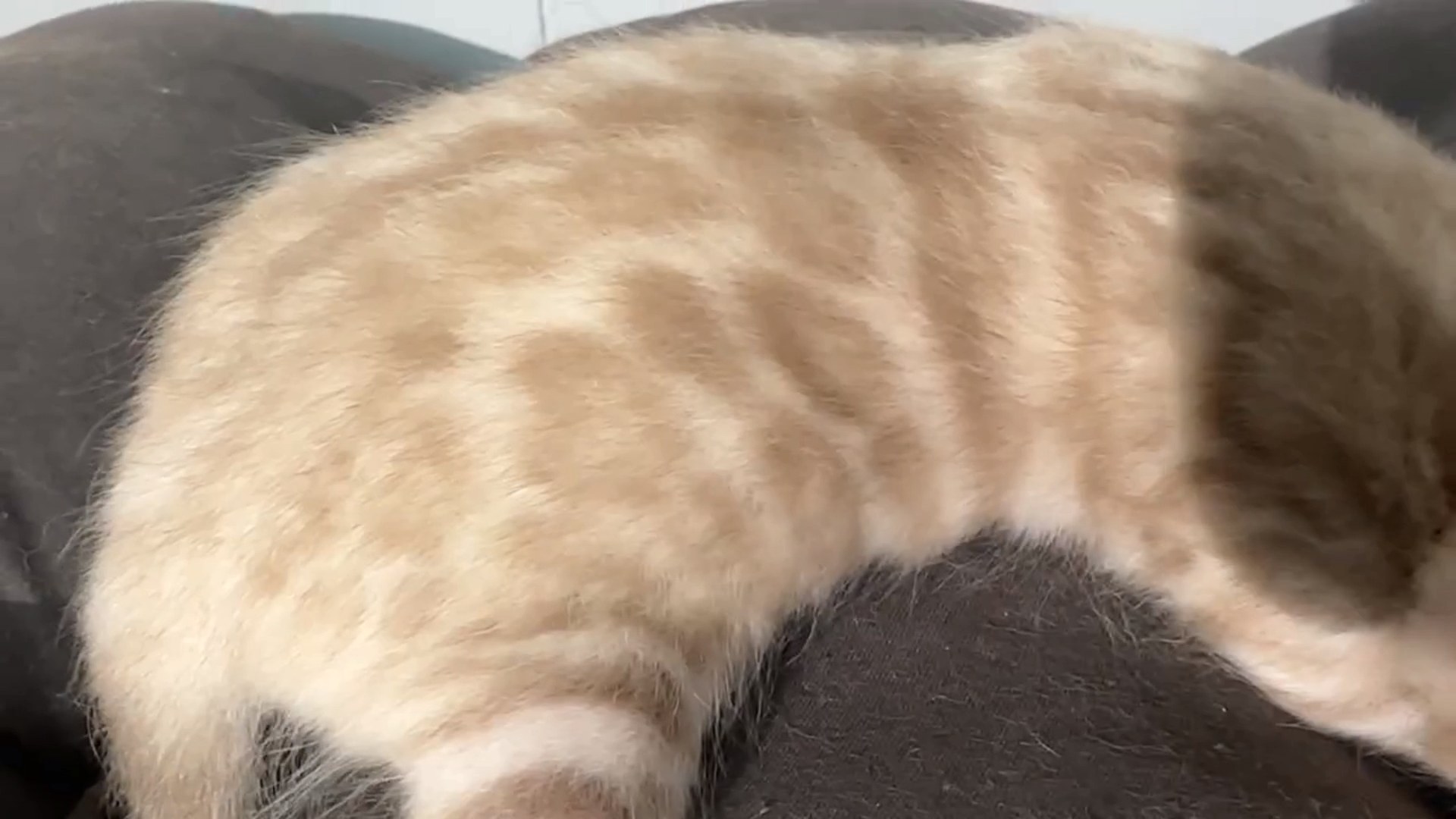 Gelato - Seal Mink Snow Bengal kitten at Wilde Bengals, photo 4