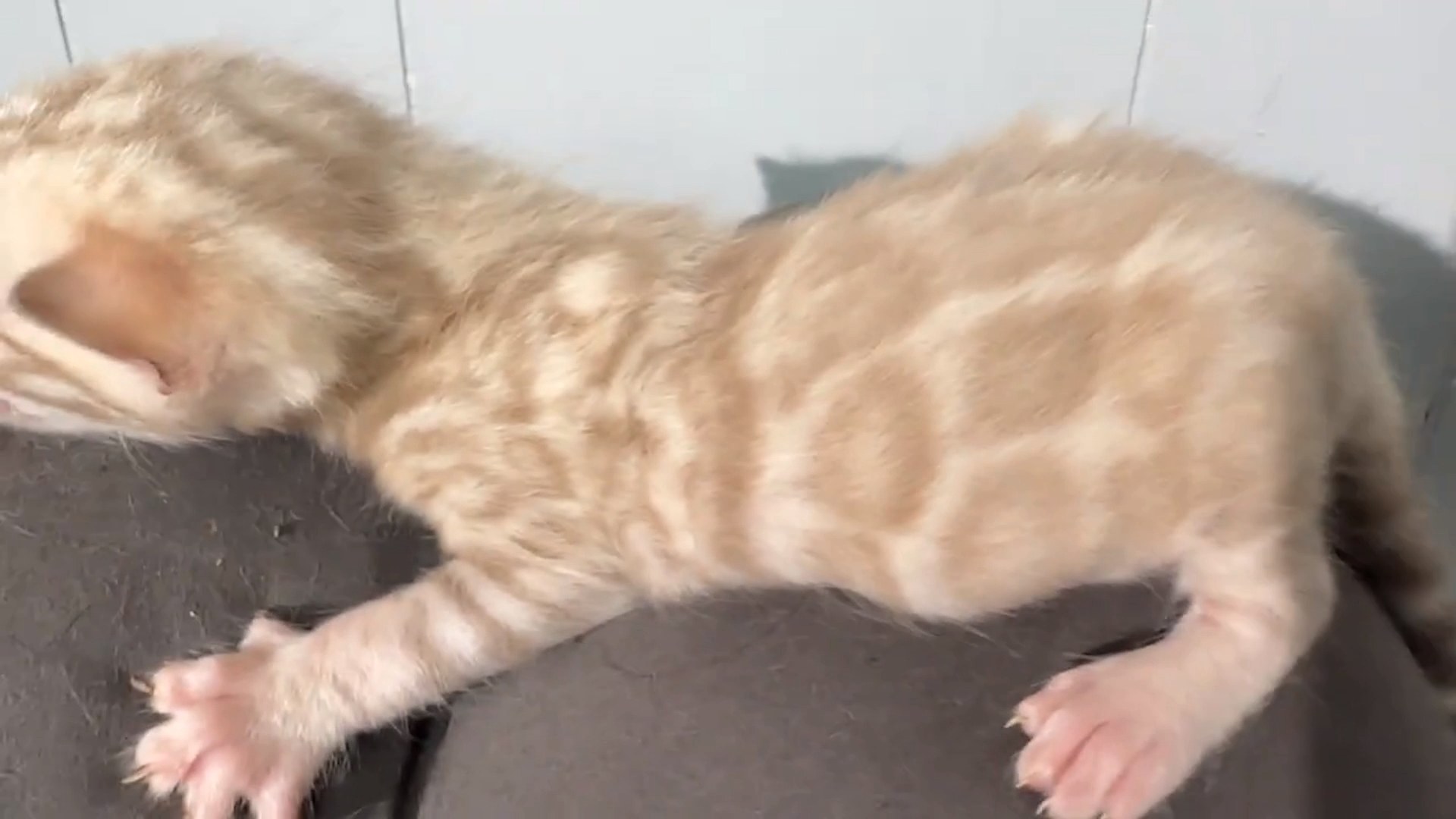 Gelato - Seal Mink Snow Bengal kitten at Wilde Bengals, photo 5