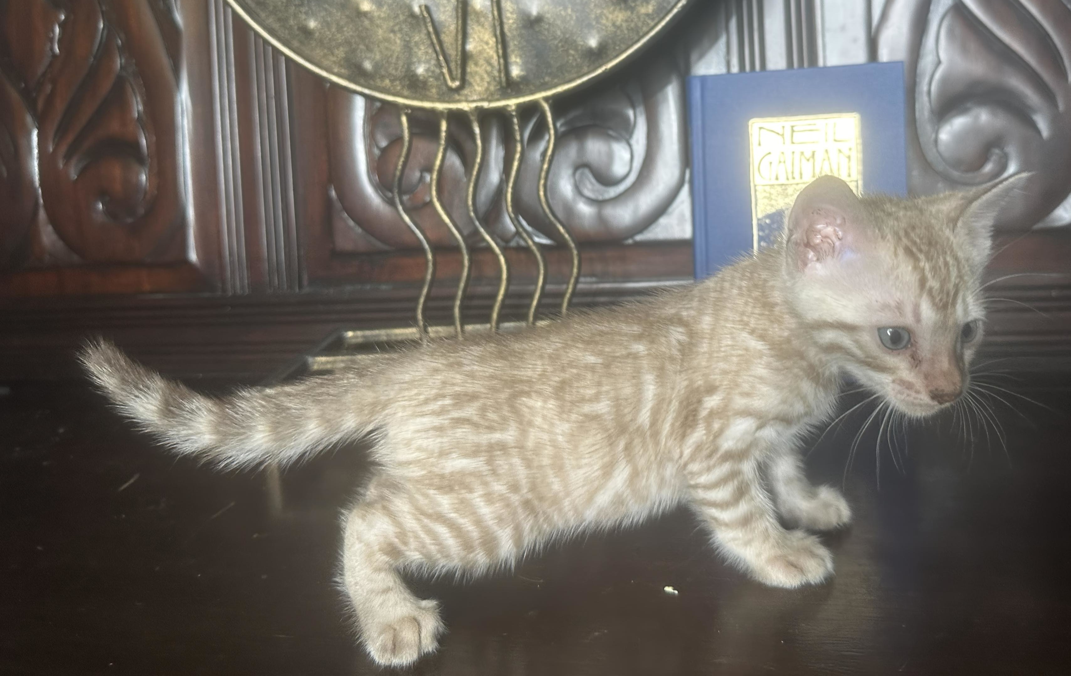 Gucci - Seal Mink Snow Bengal kitten at Wilde Bengals