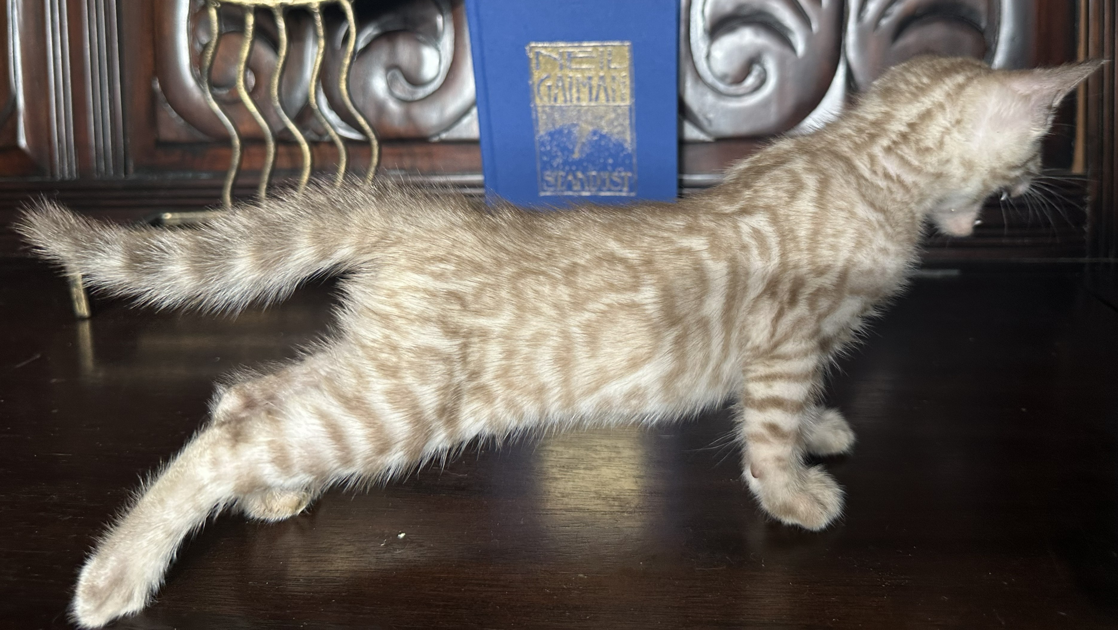 Gucci - Seal Mink Snow Bengal kitten at Wilde Bengals, photo 2