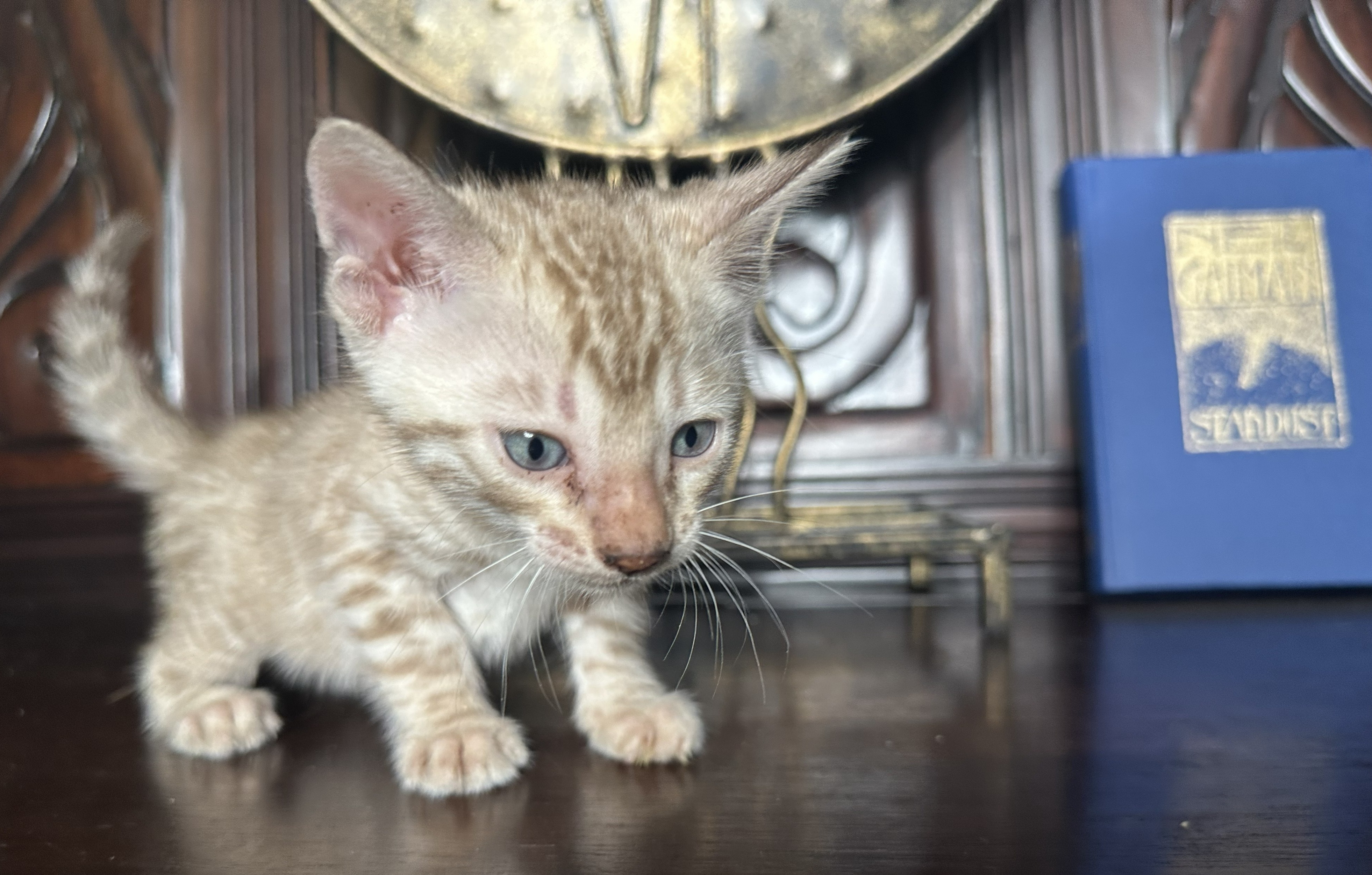 Gucci - Seal Mink Snow Bengal kitten at Wilde Bengals, photo 3