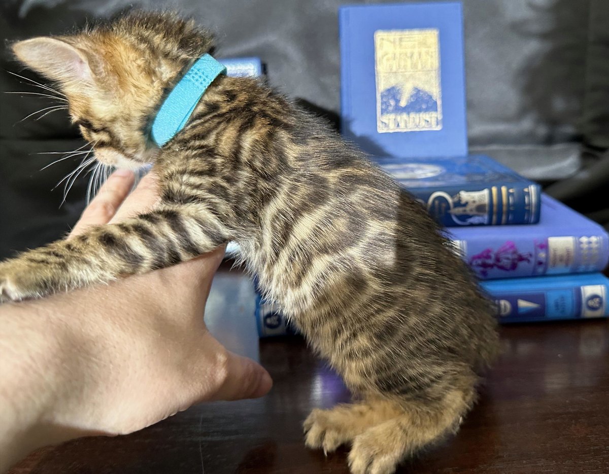 Indigo - Brown Rosetted Bengal kitten at Wilde Bengals