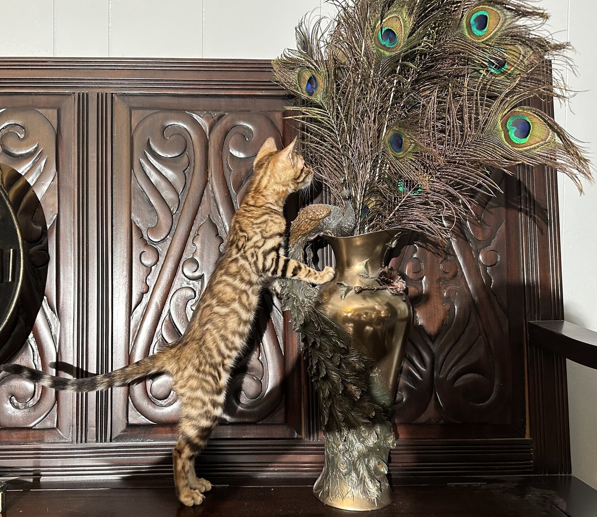 Leopold - Brown Rosetted Bengal kitten at Wilde Bengals