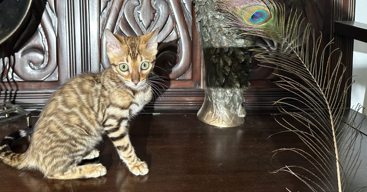 Leopold - photo 2