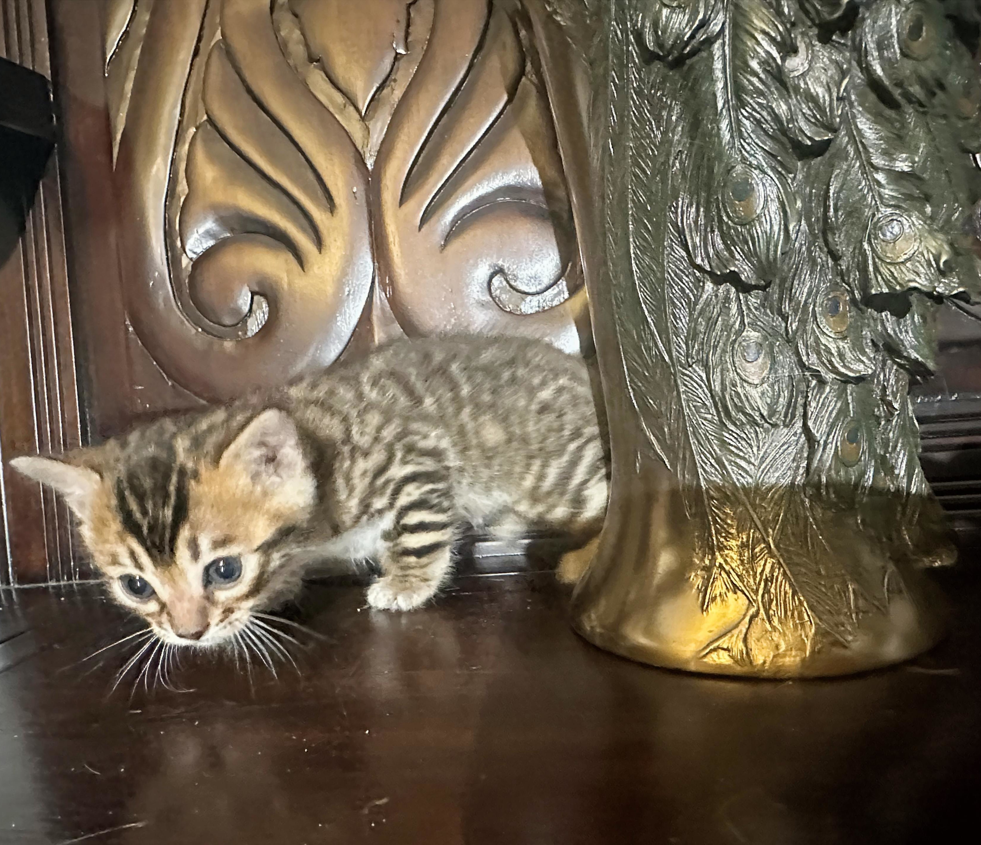 Lyric - Brown Micro-Spotted Bengal kitten at Wilde Bengals