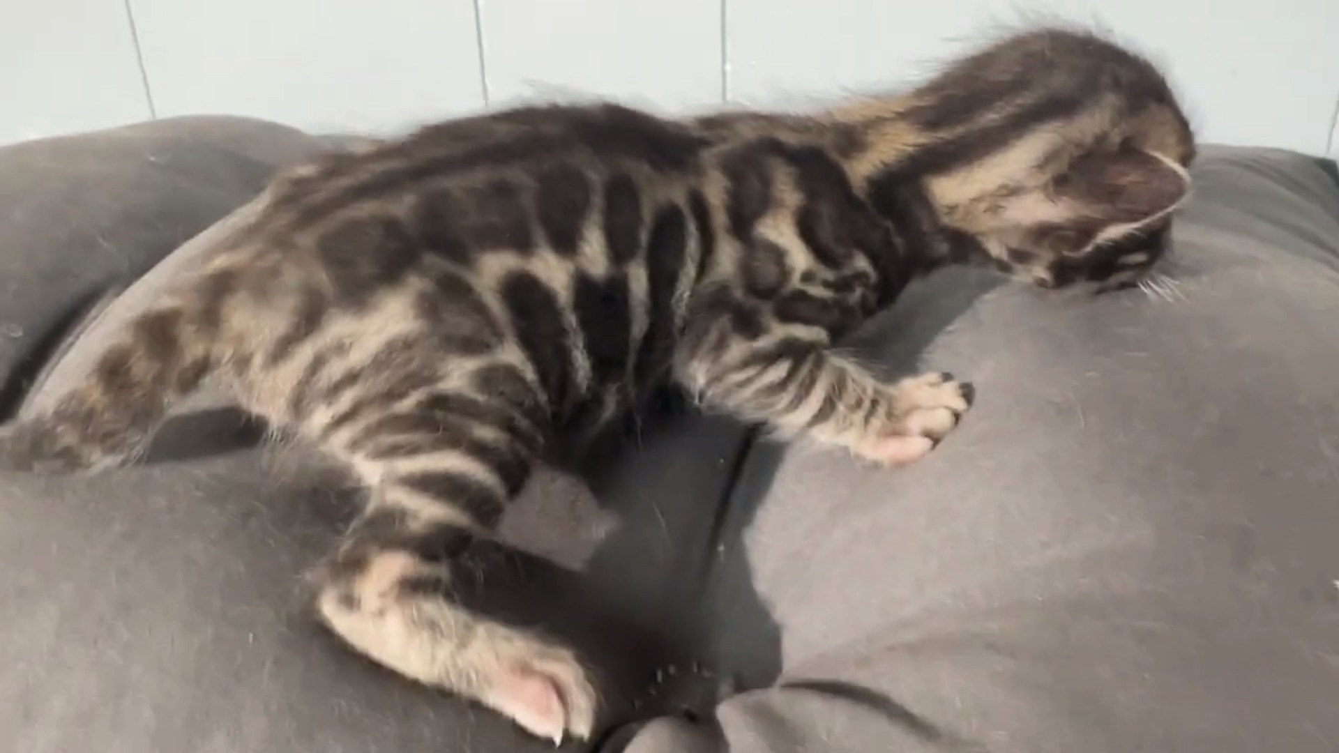 Macchiato - Brown Rosetted Bengal kitten at Wilde Bengals, photo 1