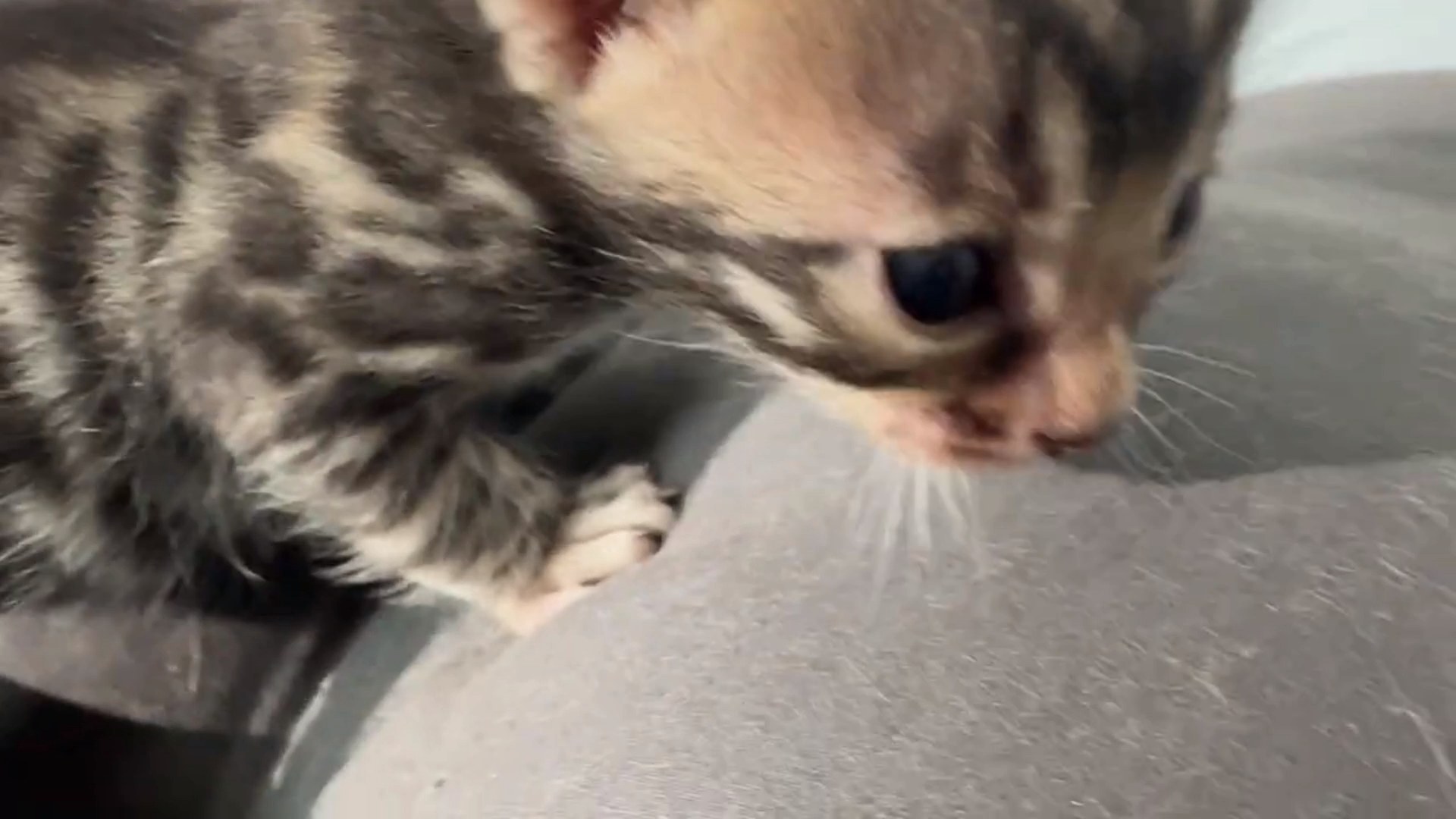Macchiato - Brown Rosetted Bengal kitten at Wilde Bengals