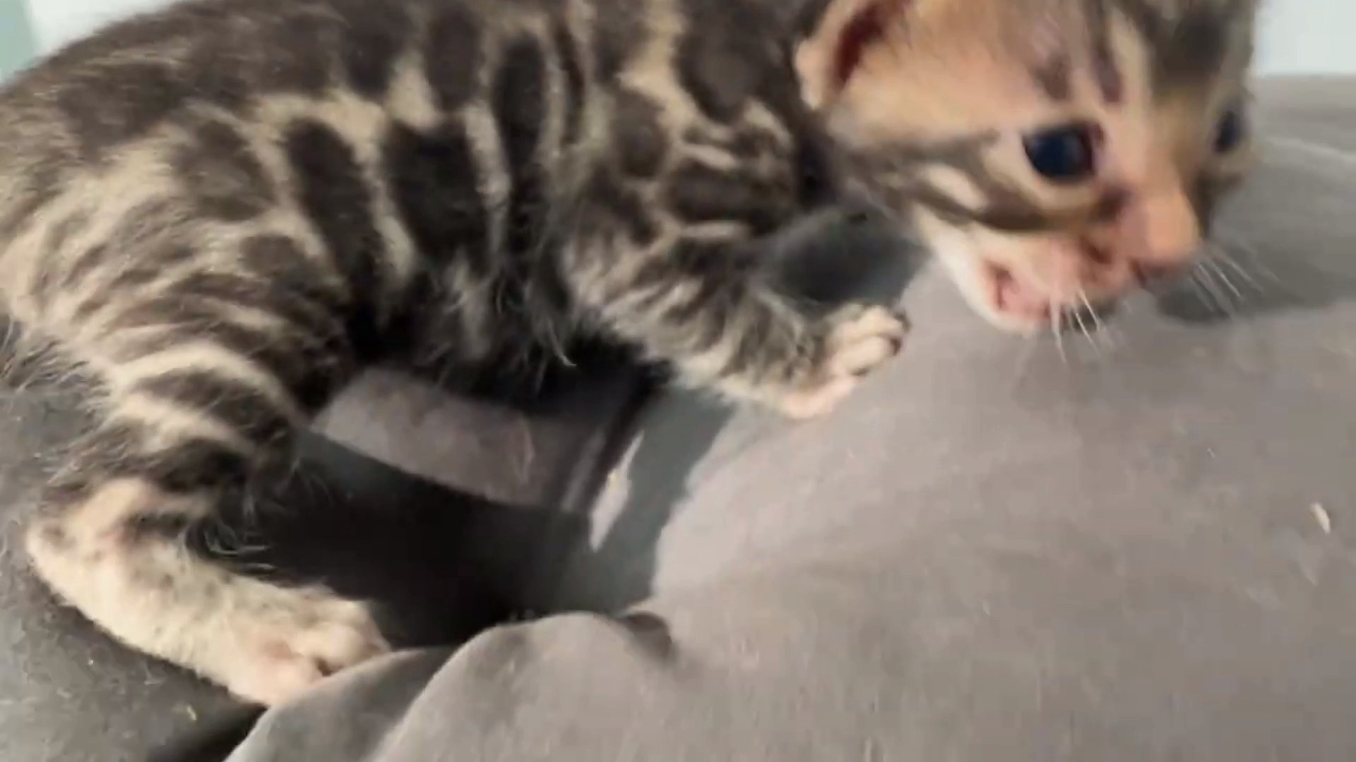 Macchiato - Brown Rosetted Bengal kitten at Wilde Bengals, photo 3
