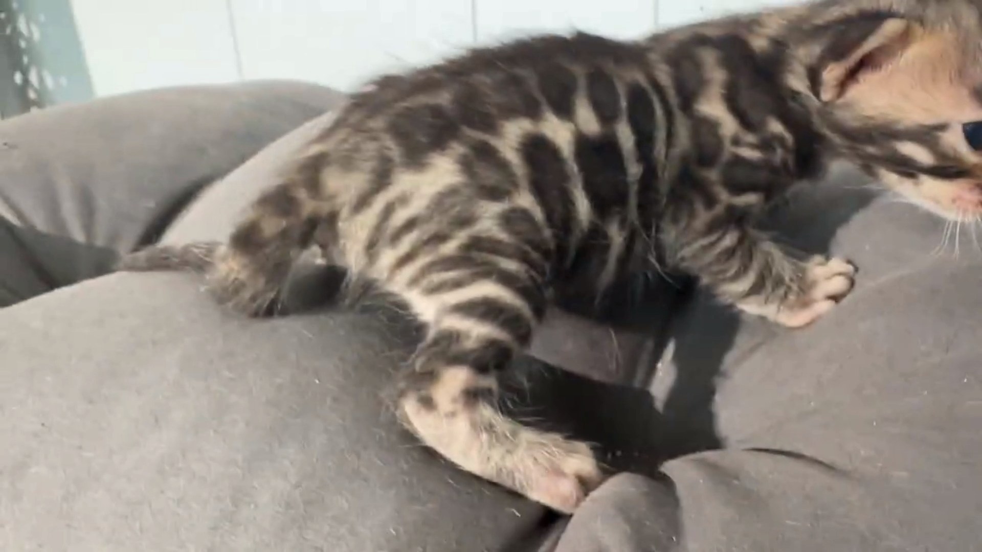 Macchiato - Brown Rosetted Bengal kitten at Wilde Bengals, photo 4