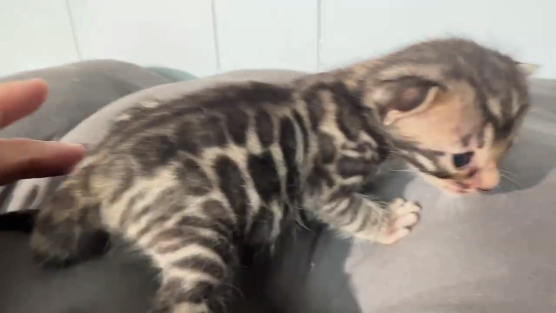 Macchiato - Brown Rosetted Bengal kitten at Wilde Bengals, photo 5