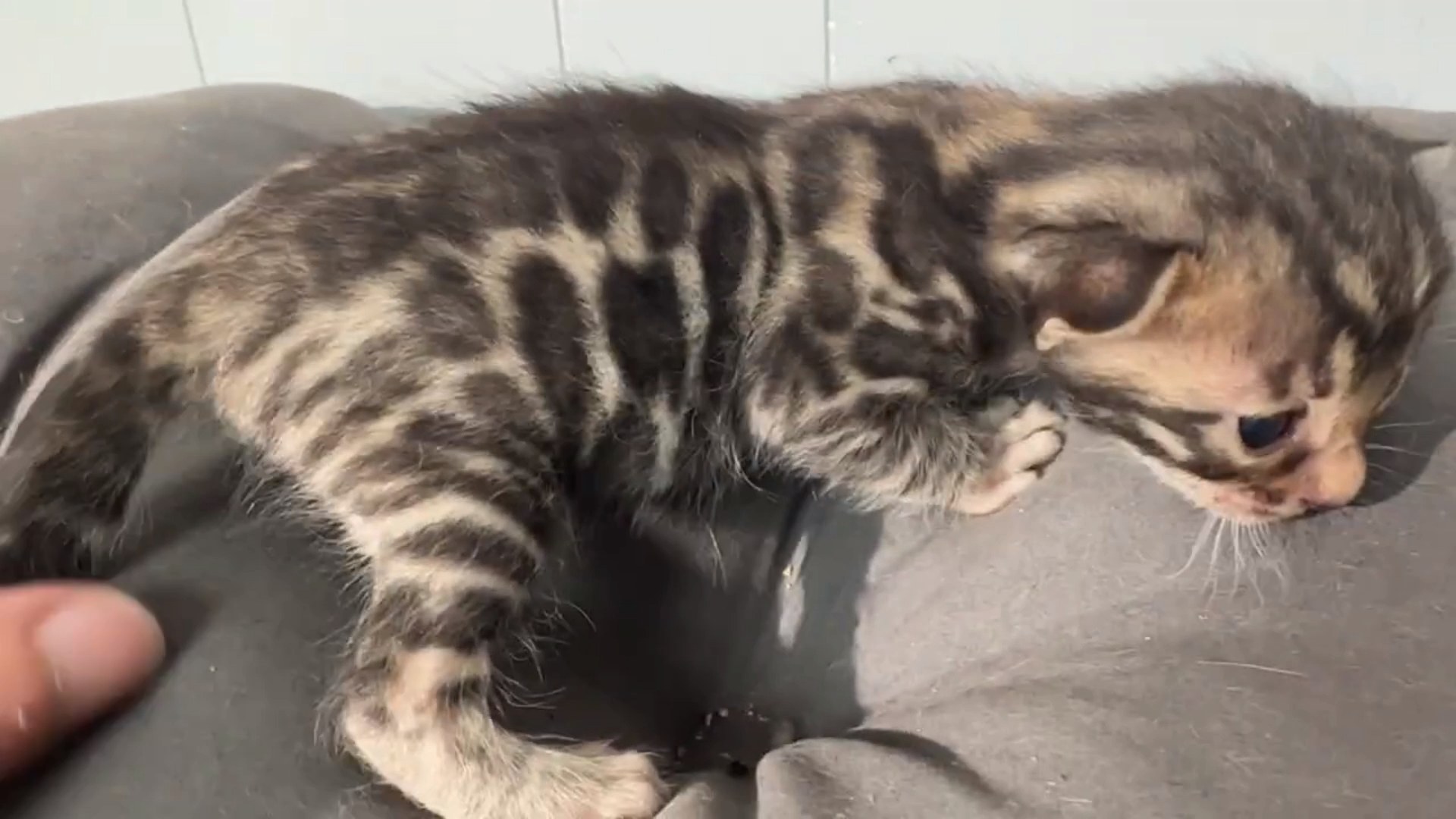 Macchiato - Brown Rosetted Bengal kitten at Wilde Bengals, photo 6