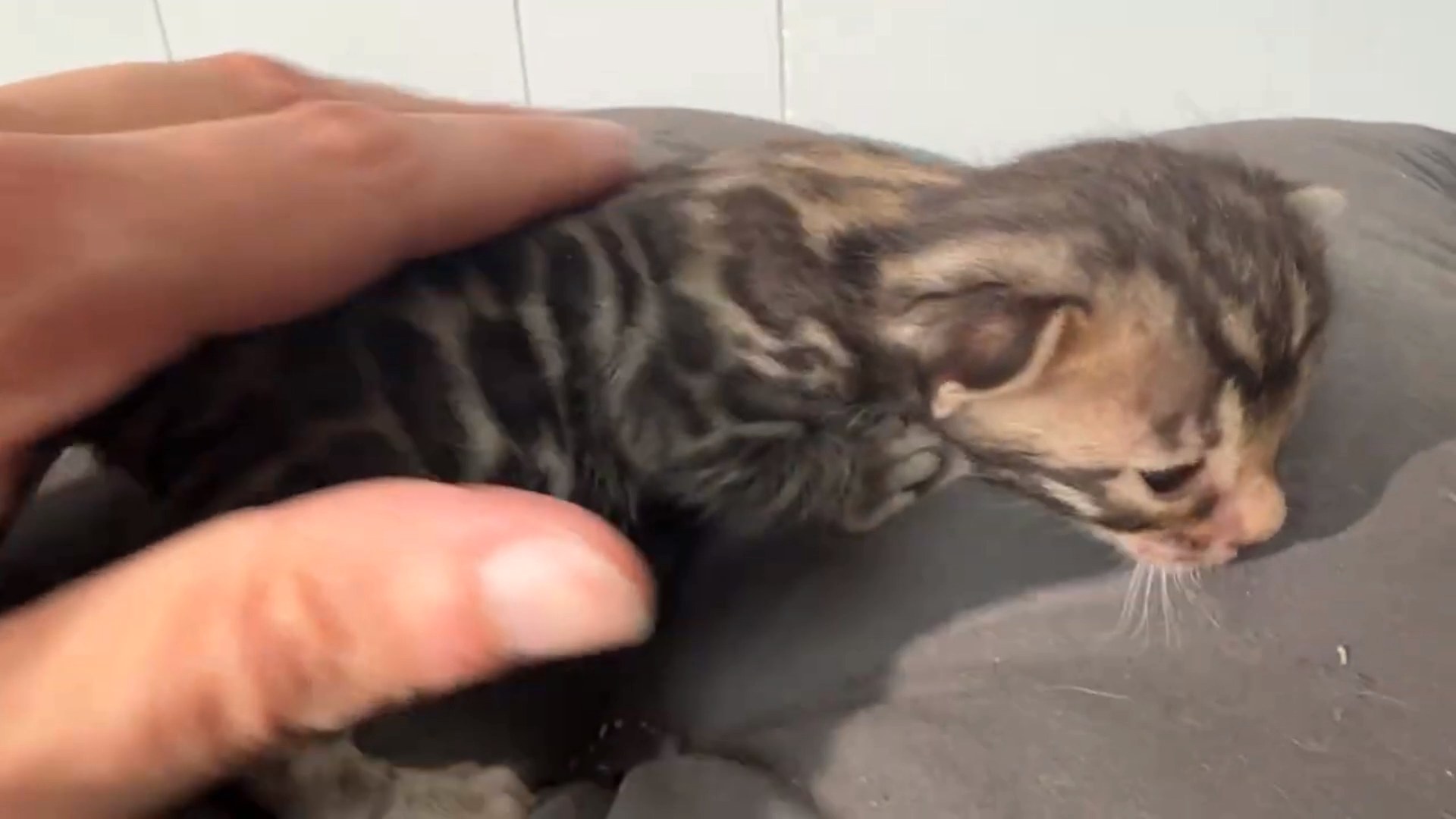 Macchiato - Brown Rosetted Bengal kitten at Wilde Bengals, photo 7