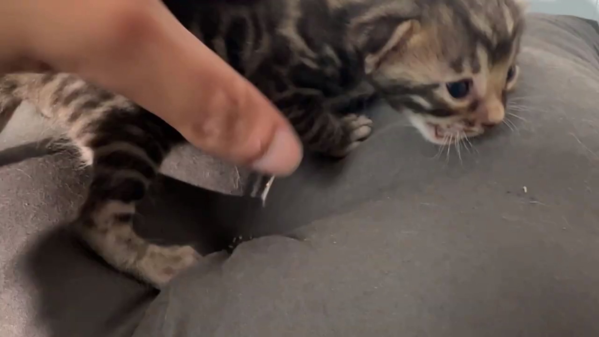 Macchiato - Brown Rosetted Bengal kitten at Wilde Bengals, photo 8