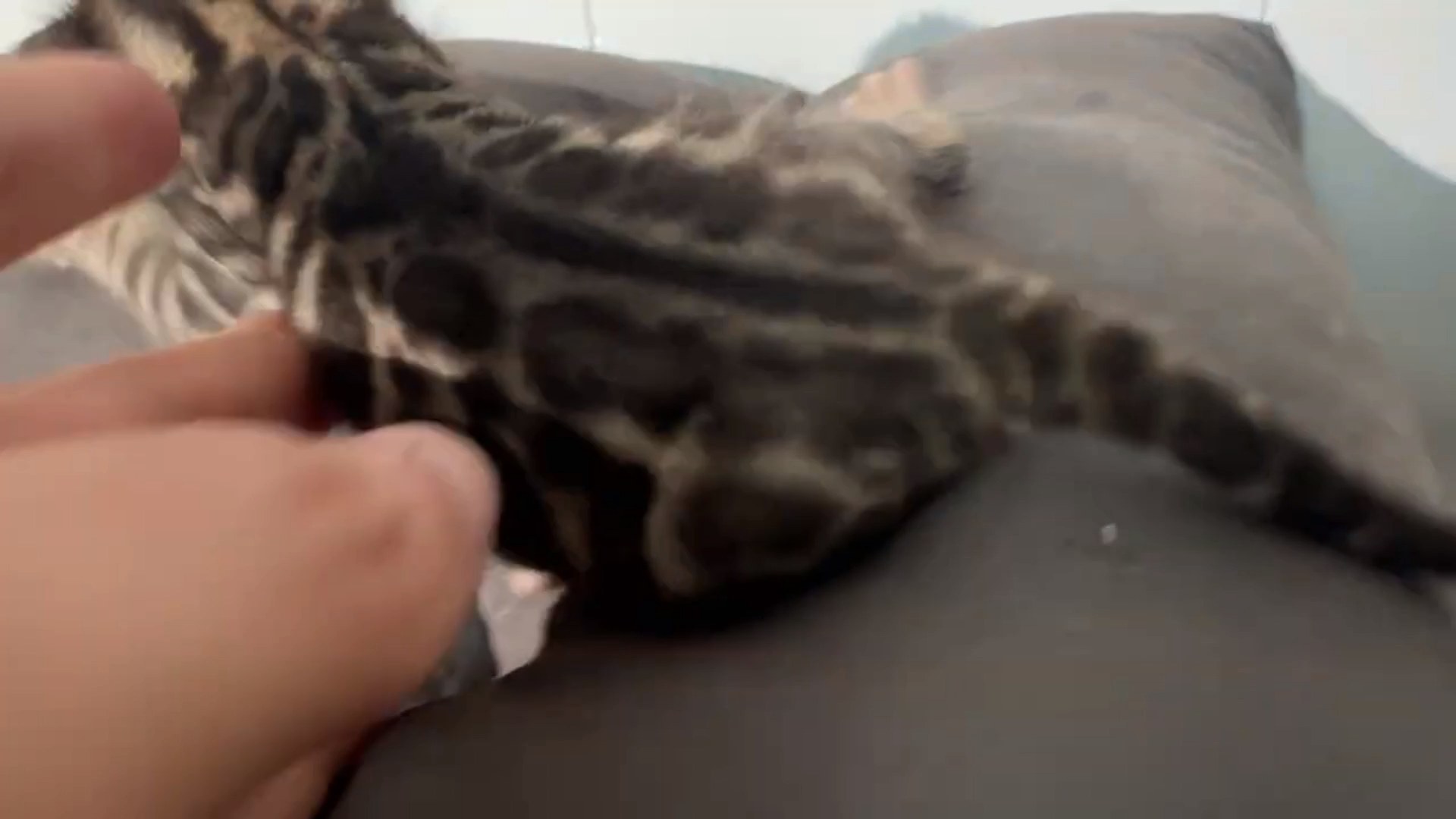 Macchiato - Brown Rosetted Bengal kitten at Wilde Bengals, photo 9