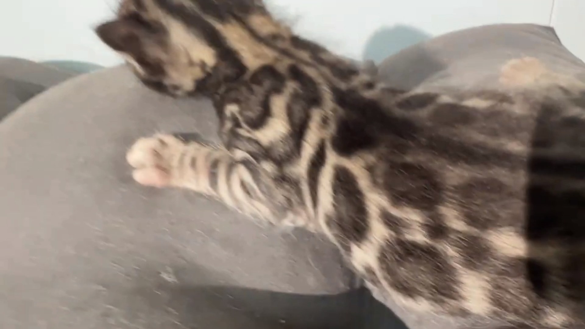 Macchiato - Brown Rosetted Bengal kitten at Wilde Bengals, photo 10